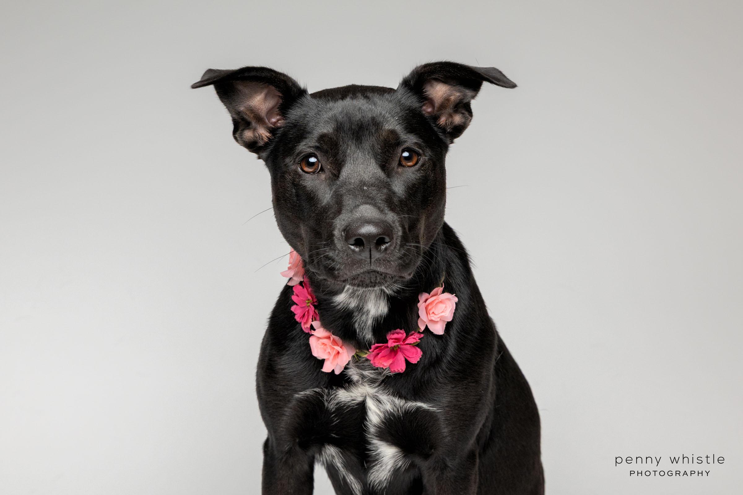 Squirt, Adoptable, Young Female Australian Kelpie & Shepherd.