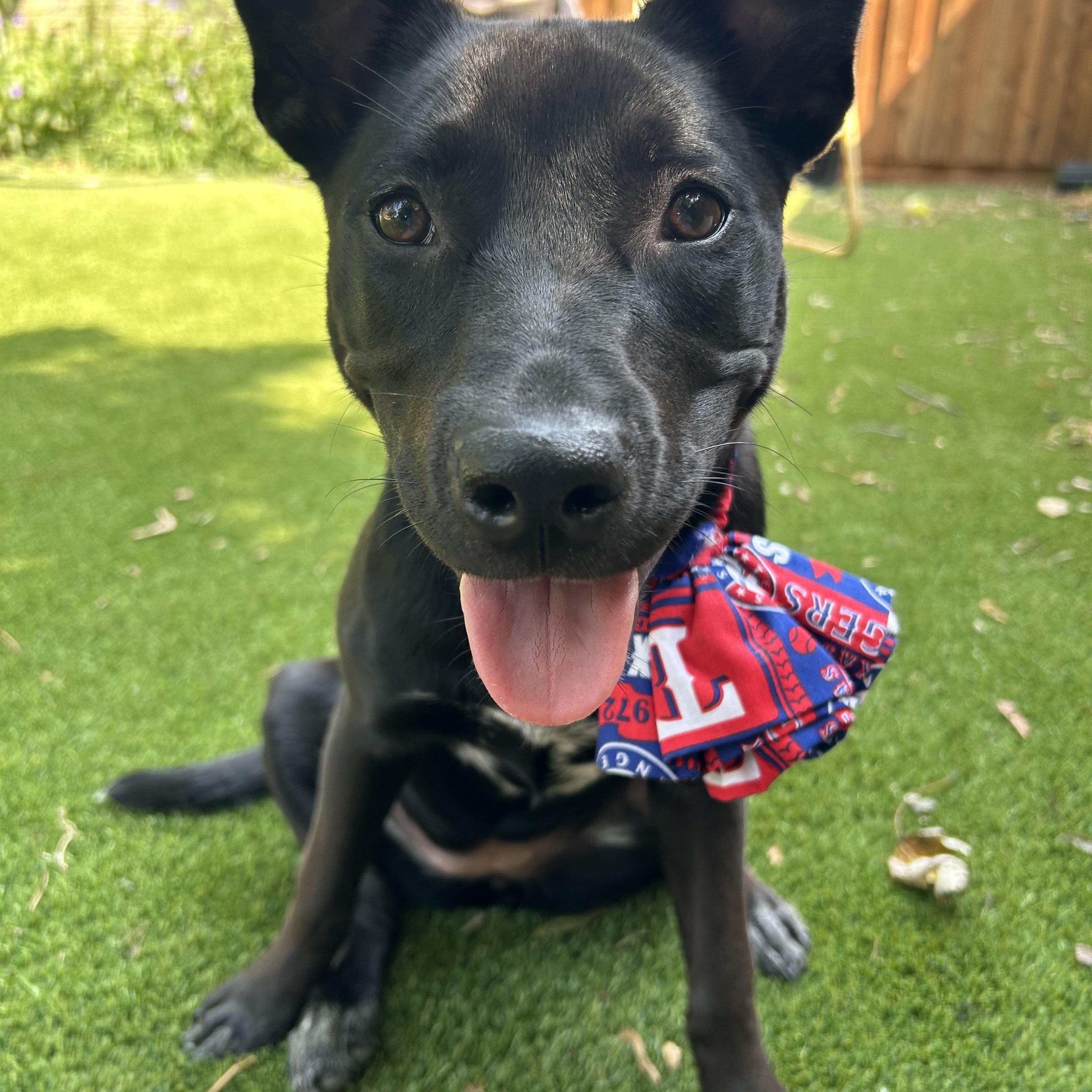 Squirt, a Adoptable mixed breed in Coppell, TX image 2/3