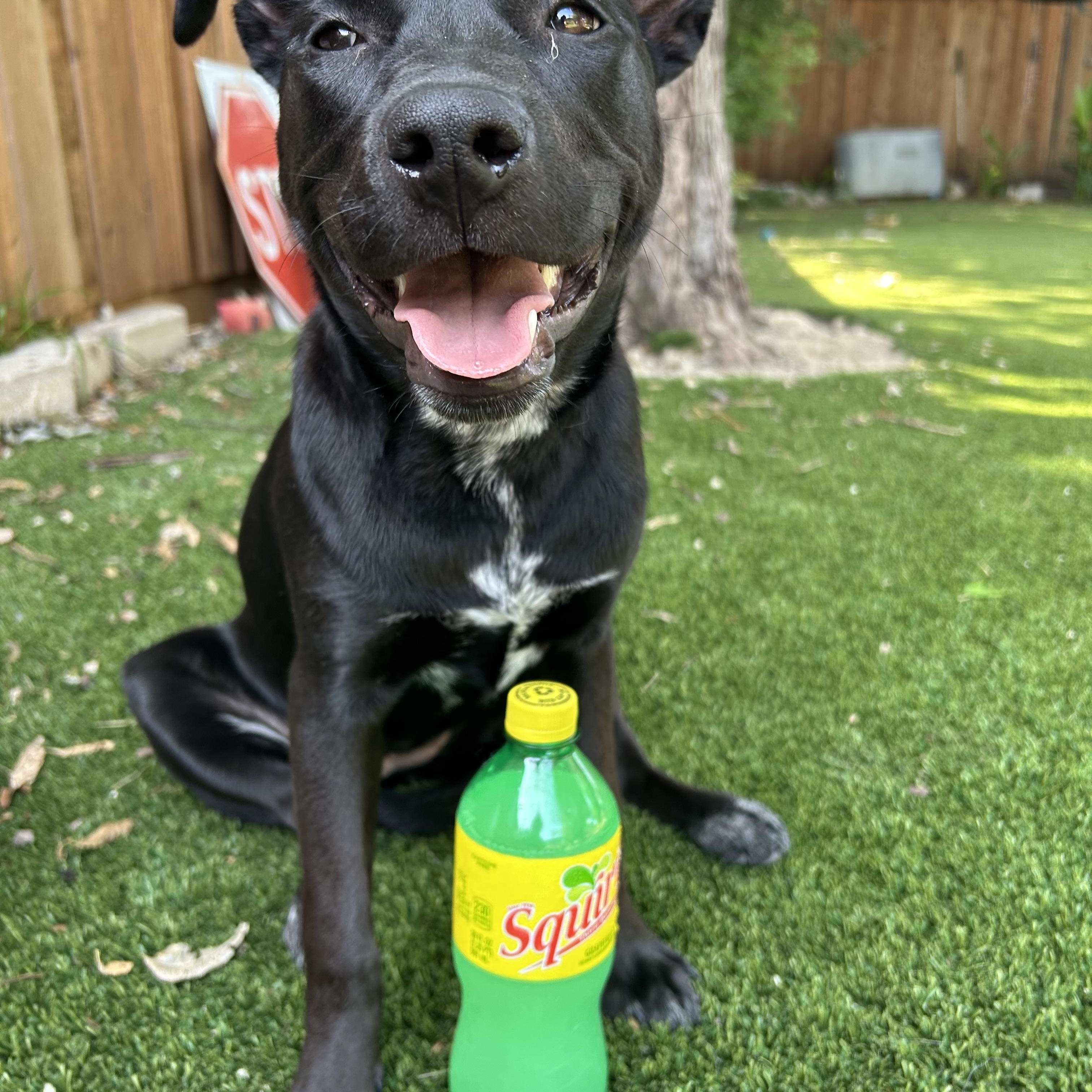 Squirt, a Adoptable mixed breed in Coppell, TX image 3/3
