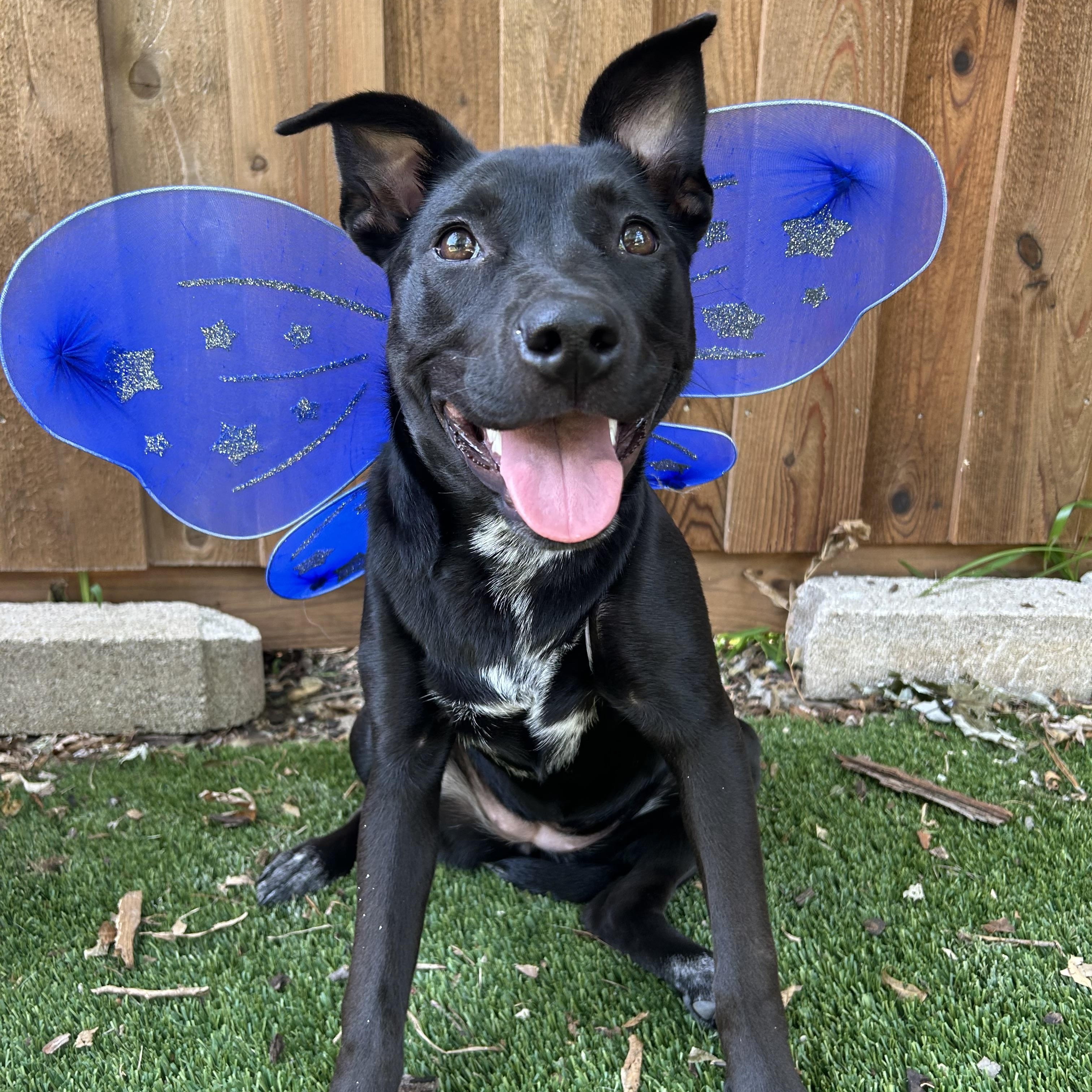 Squirt, Adoptable, Young Female Australian Kelpie & Shepherd.