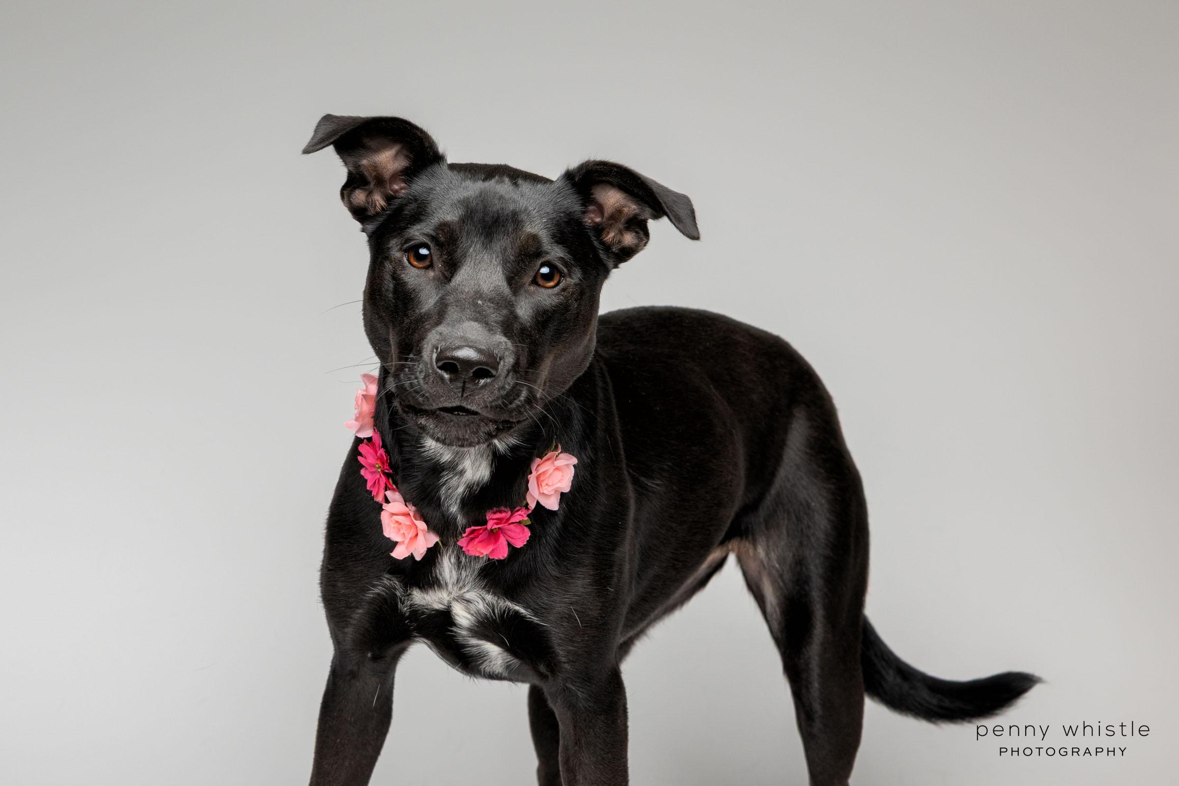 Enlarge Squirt, a Adoptable mixed breed in Coppell, TX image 4/6