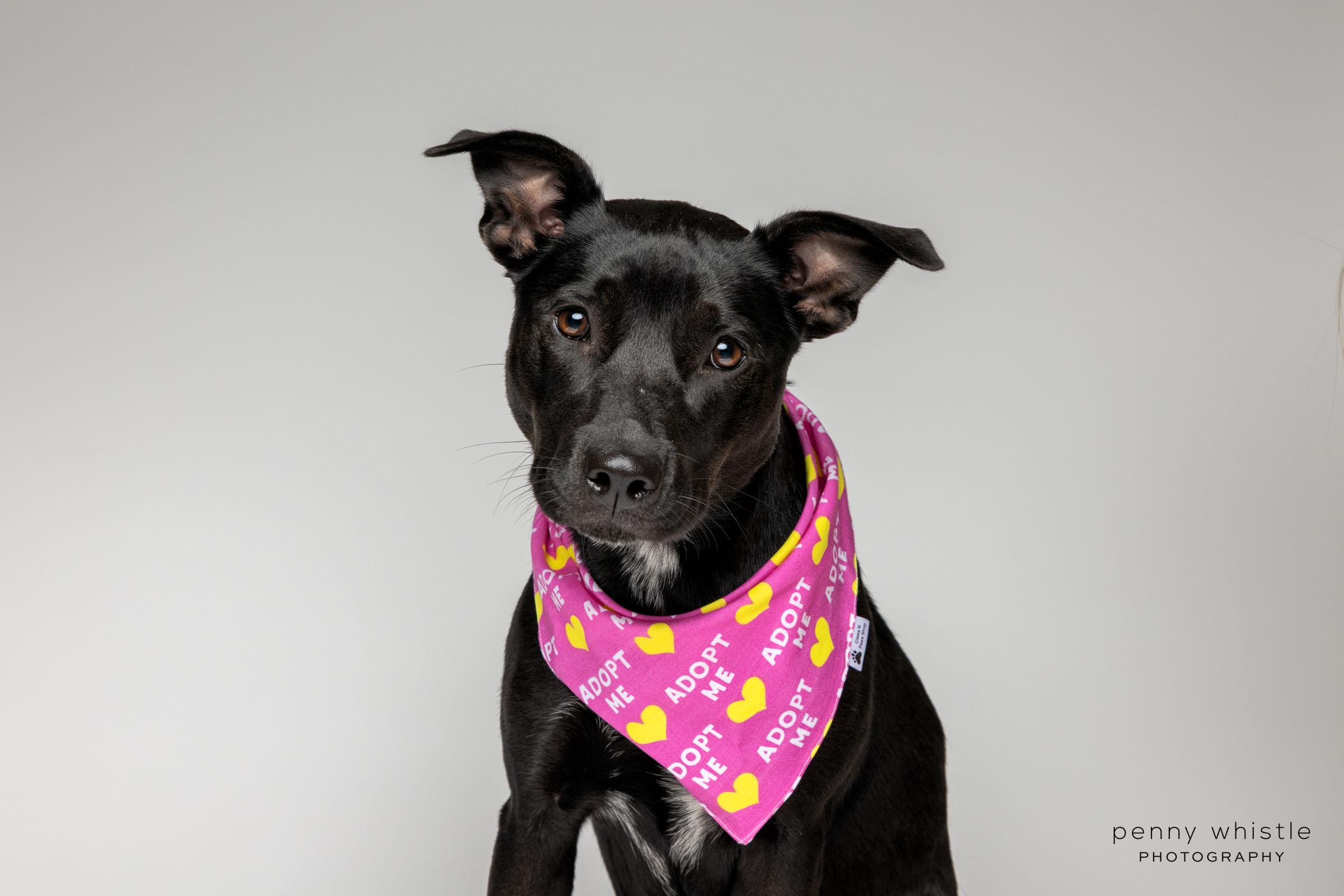Enlarge Squirt, a Adoptable mixed breed in Coppell, TX image 3/6