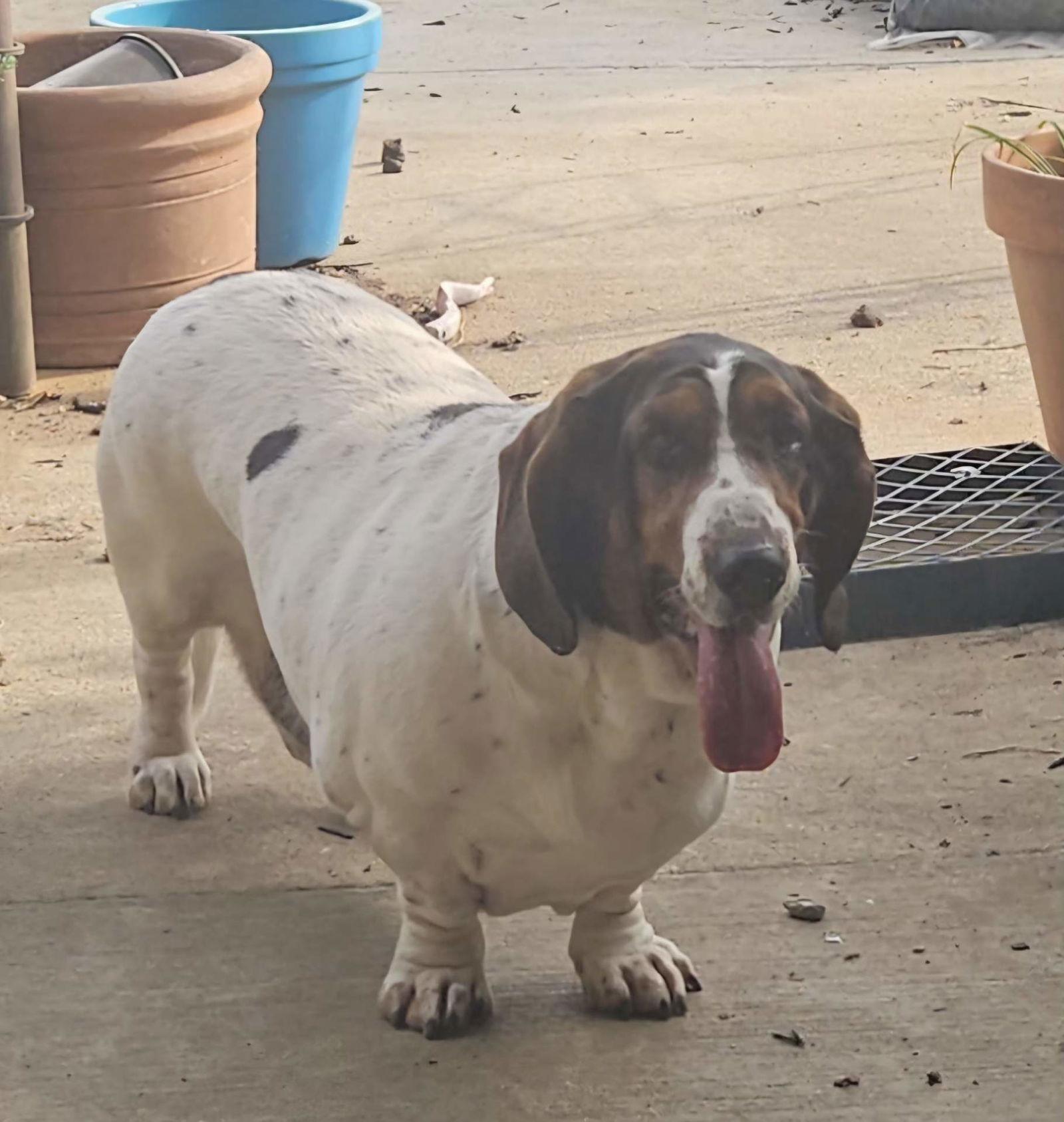 Enlarge Maizie Mae, a Adoptable Basset Hound in Grapevine, TX image 1/3