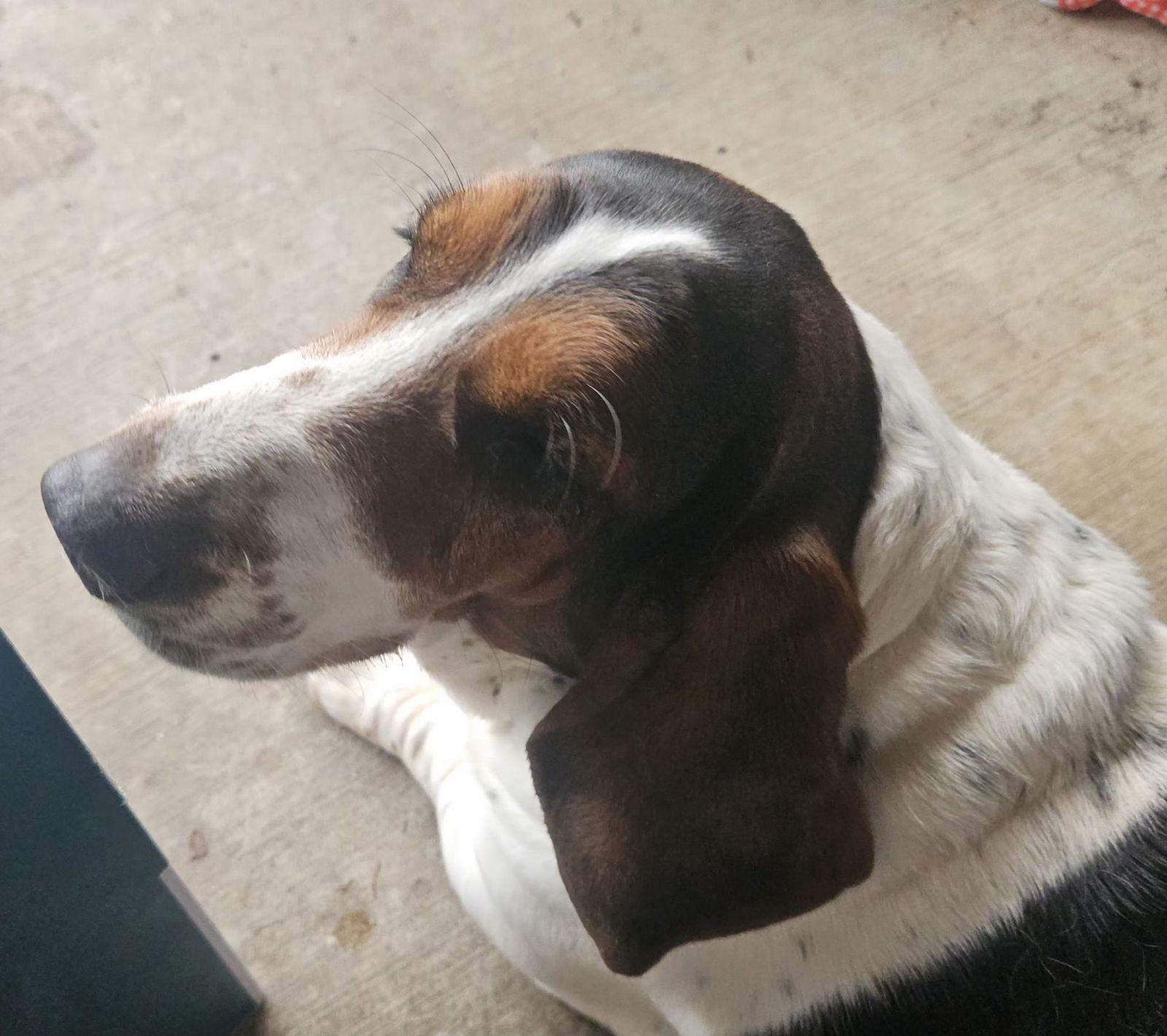 Enlarge Maizie Mae, a Adoptable Basset Hound in Grapevine, TX image 2/3