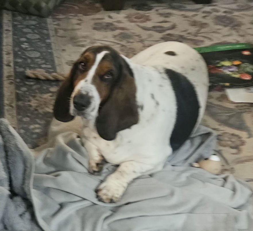 Enlarge Maizie Mae, a Adoptable Basset Hound in Grapevine, TX image 3/3