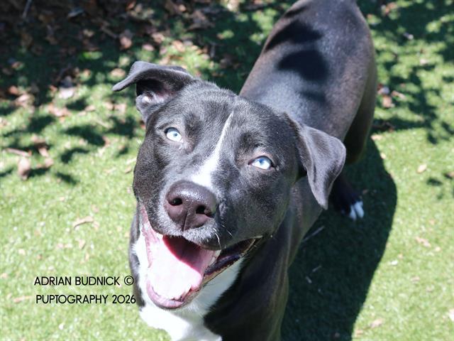 Bo, ADOPTABLE, Young Male Mixed Breed.