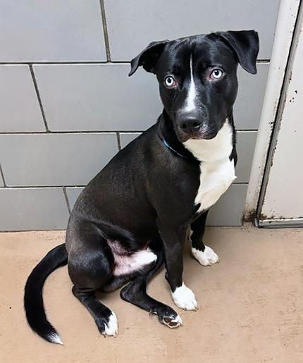 Bo, a ADOPTABLE mixed breed in Nashville, TN image 2/2