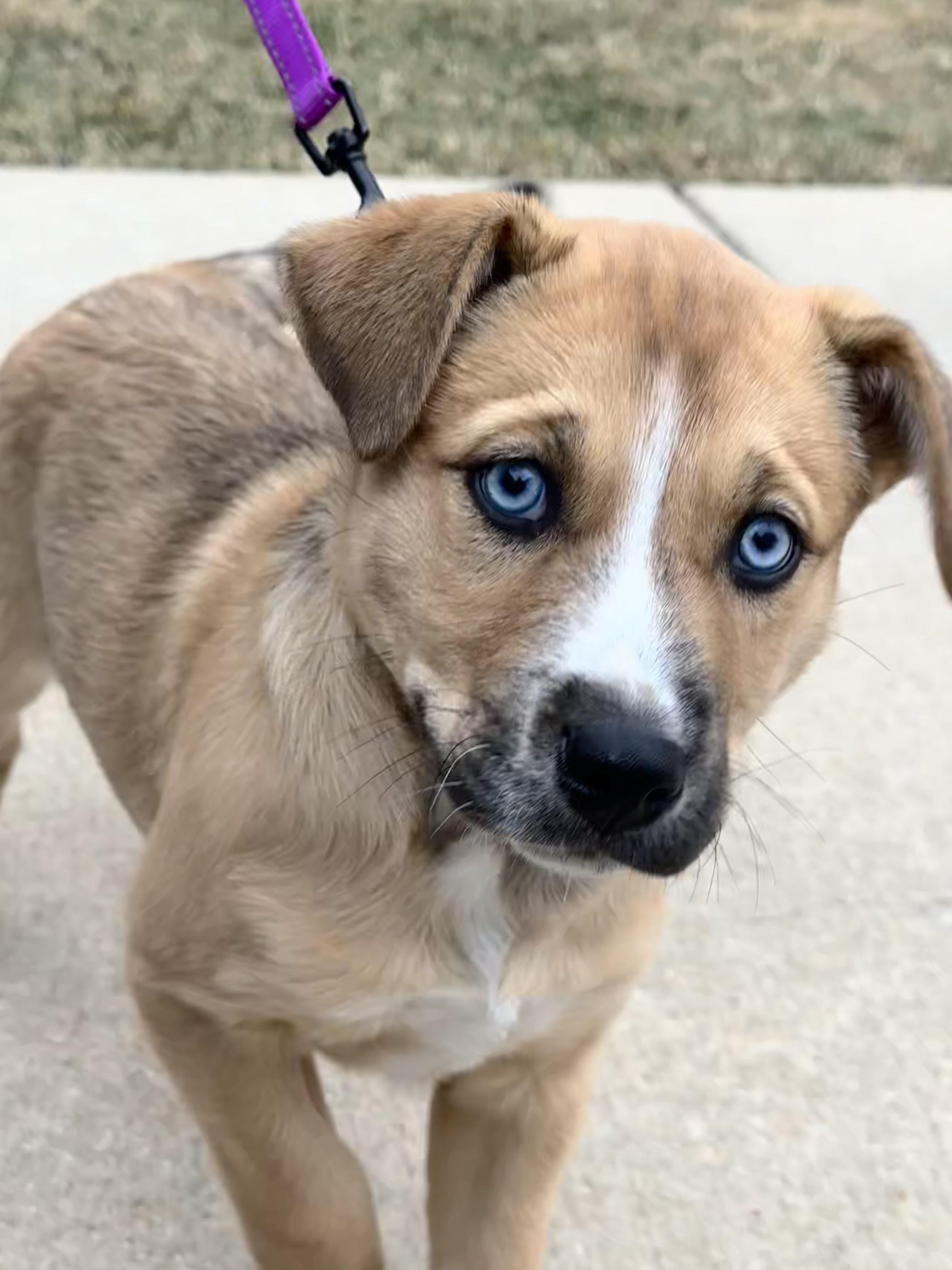 Catalina , a ADOPTABLE mixed breed in Sugar Grove, IL image 1/3