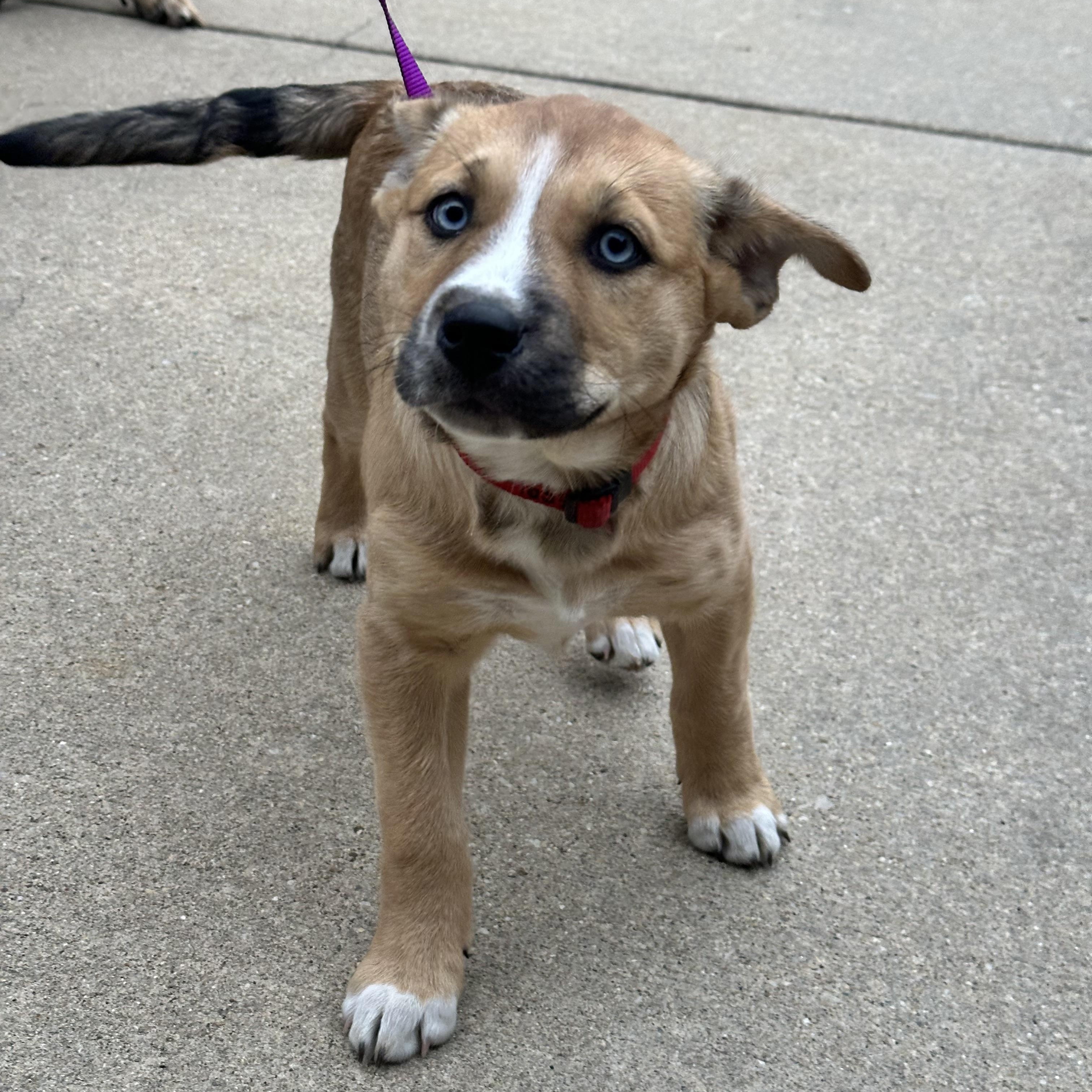 Catalina , a ADOPTABLE mixed breed in Sugar Grove, IL image 3/3