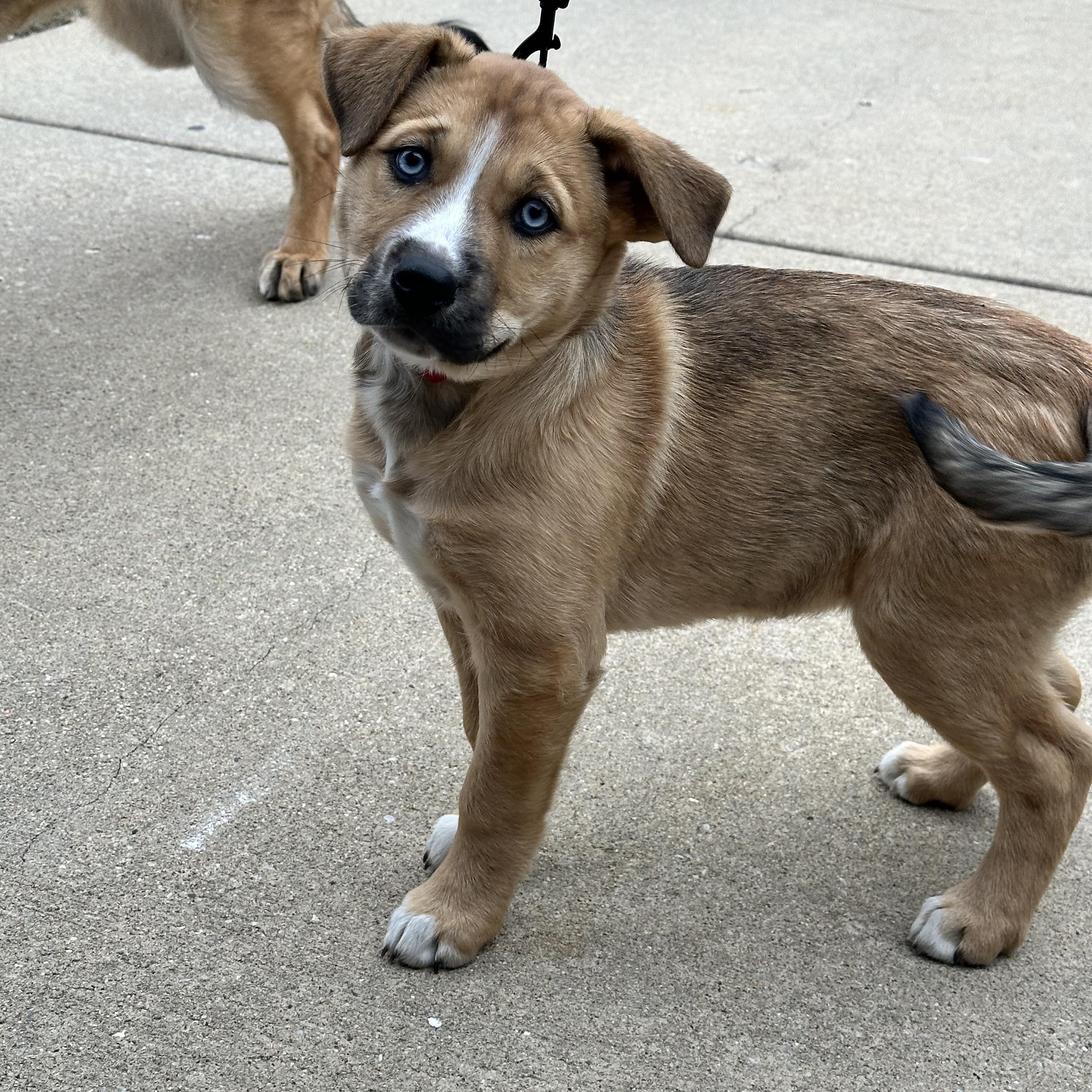 Catalina , a ADOPTABLE mixed breed in Sugar Grove, IL image 2/3