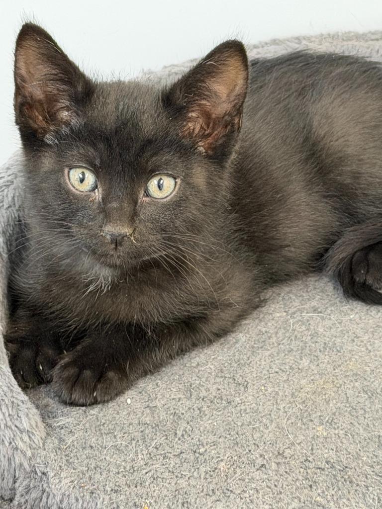 NICK, Adoptable, Kitten Male Domestic Short Hair.