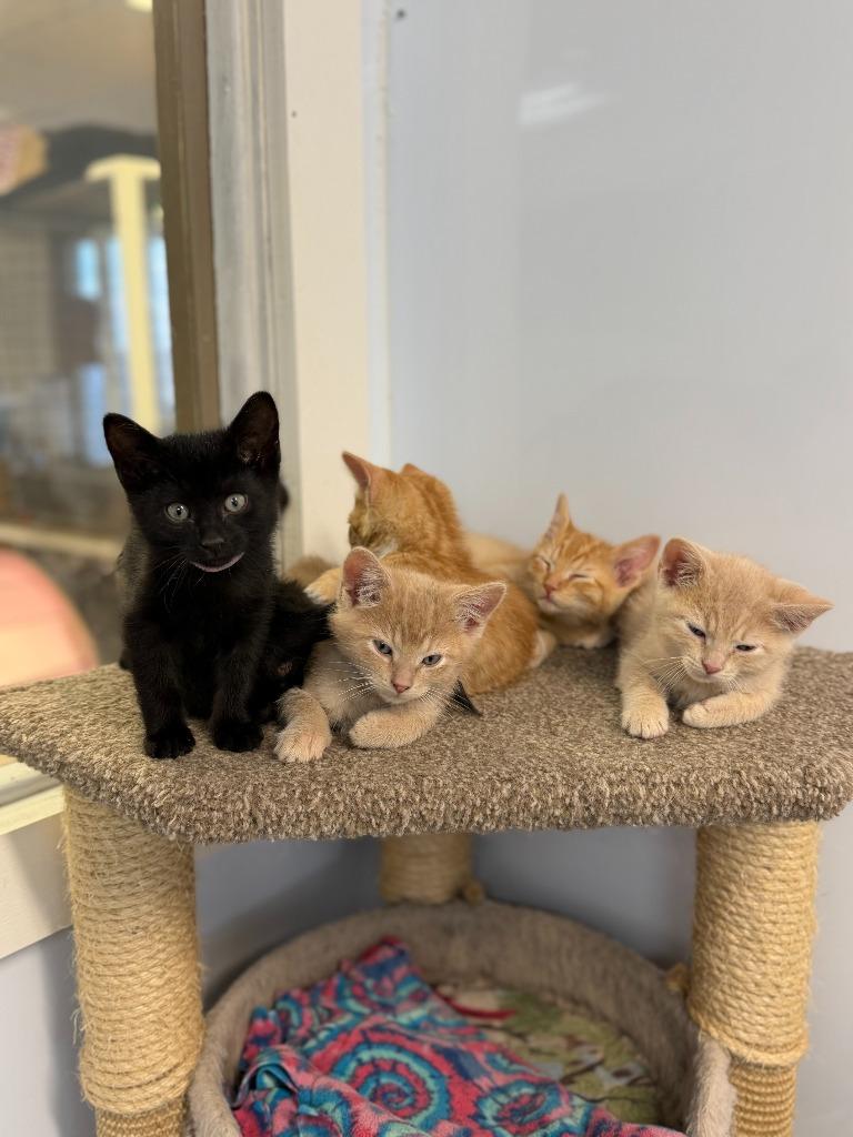 Enlarge NICK, a Adoptable mixed breed in Algona, IA image 2/2