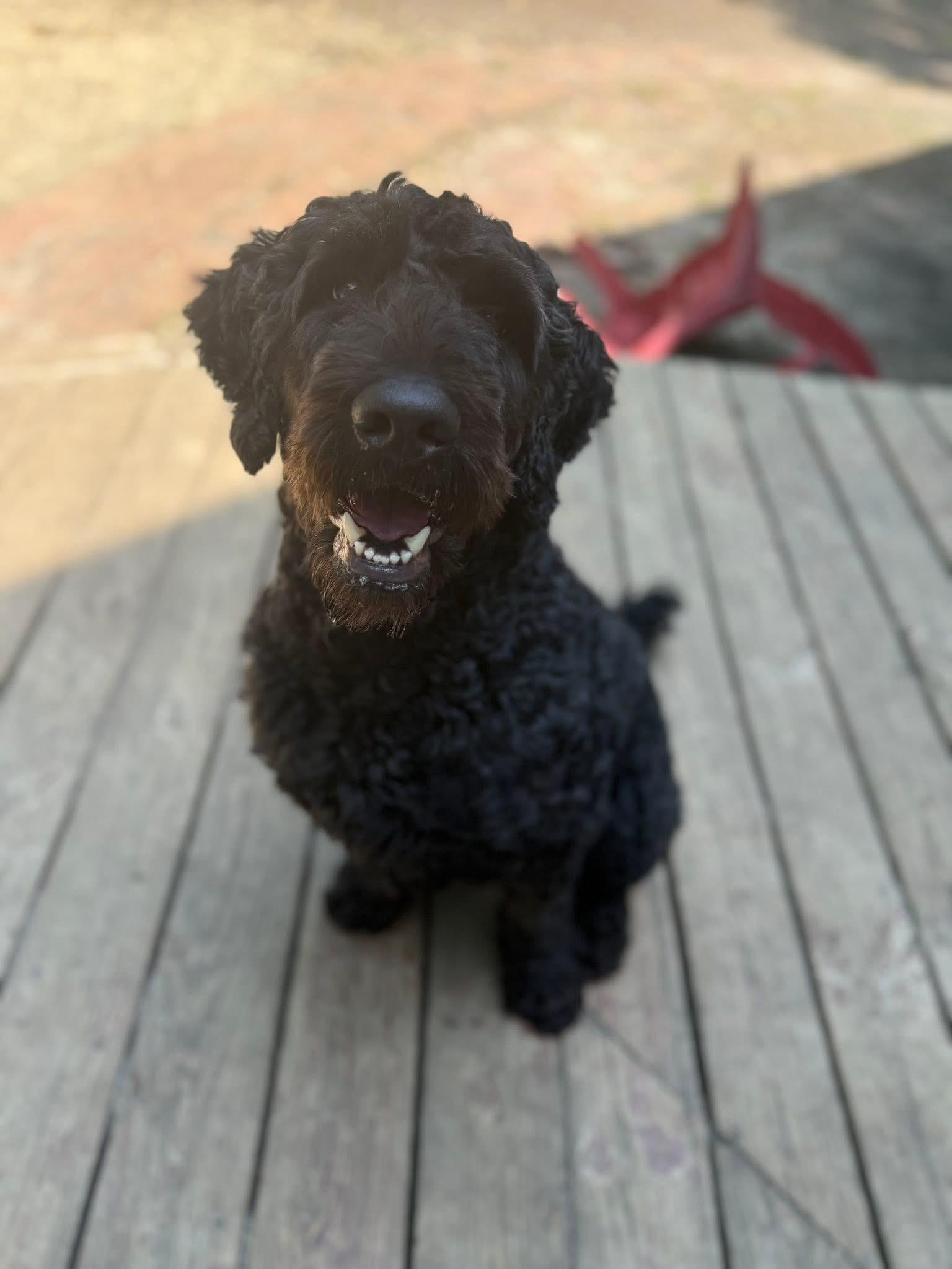 Sherlock, Adopted, Adult Male Bouvier des Flandres.
