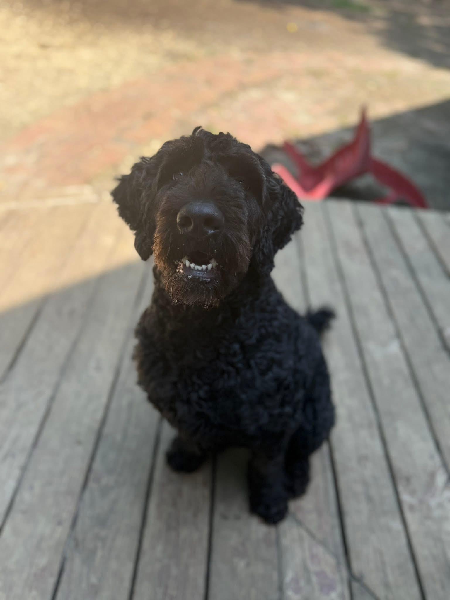 Enlarge Sherlock, a Adopted mixed breed in Medford, NJ image 2/2