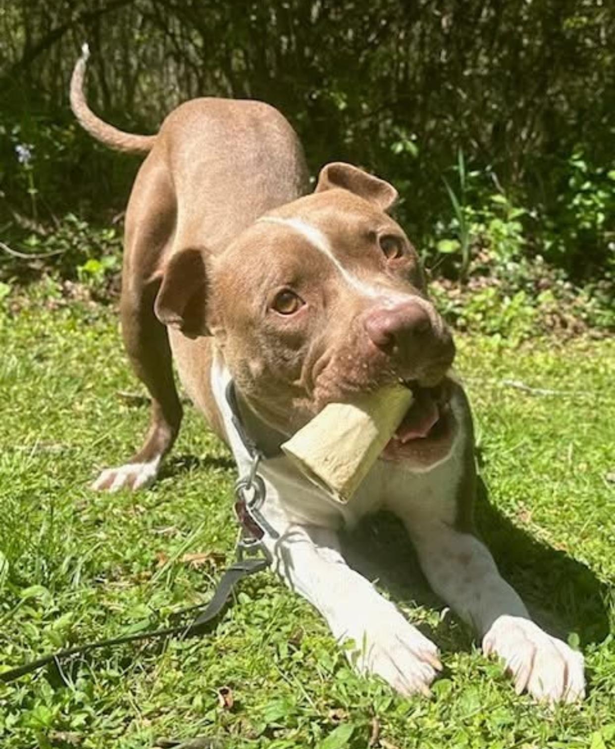 Peach, a Adoptable mixed breed in Horse Shoe, NC image 1/3