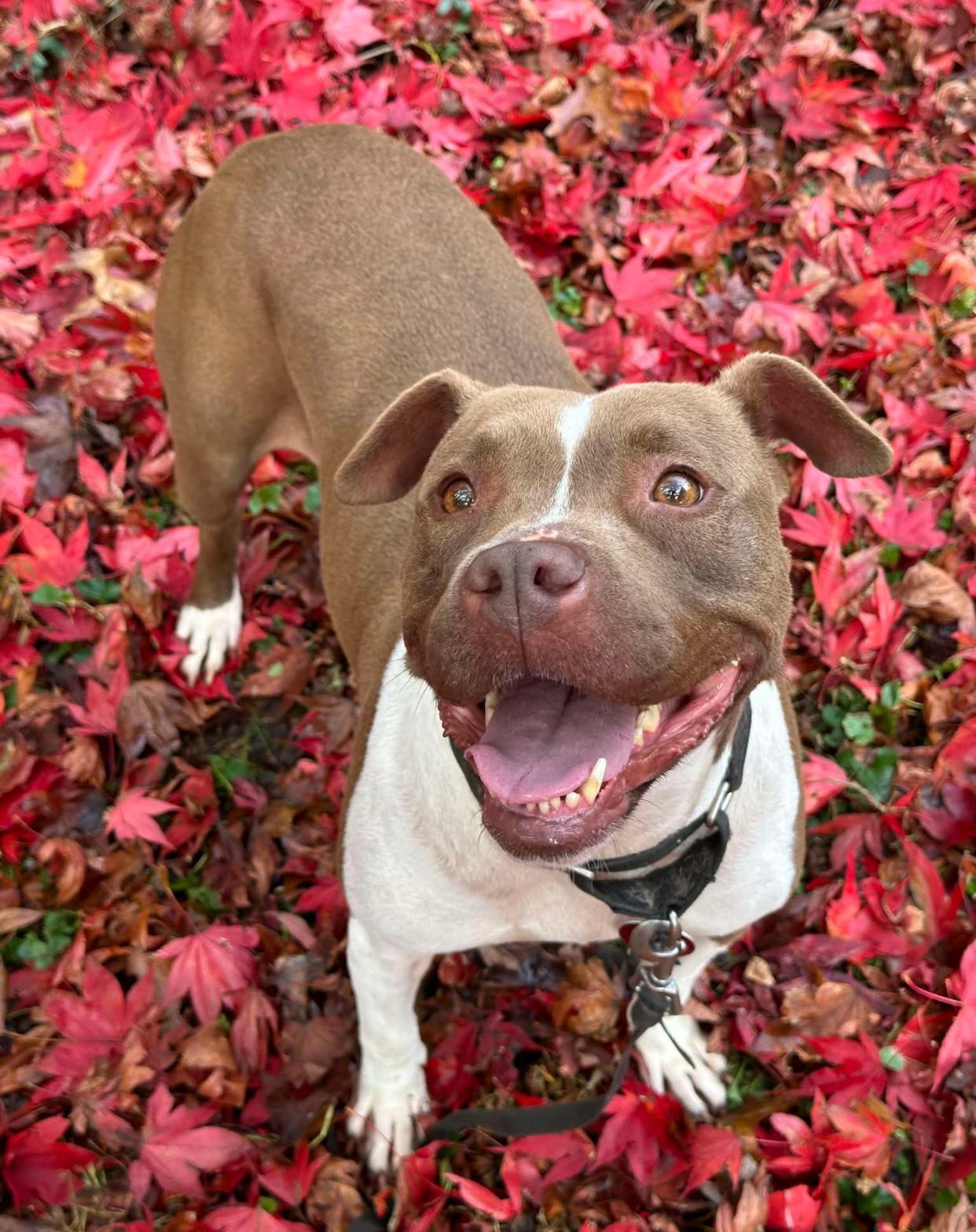 Peach, a Adoptable mixed breed in Horse Shoe, NC image 2/3