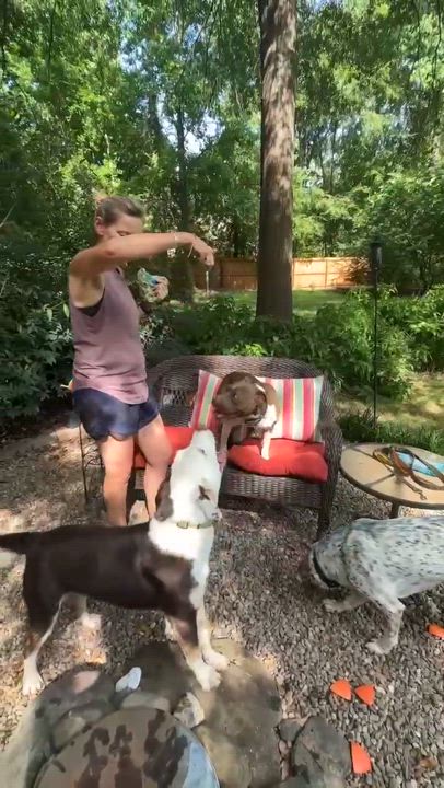 Enlarge Peach, a Adoptable mixed breed in Horse Shoe, NC video 3/3