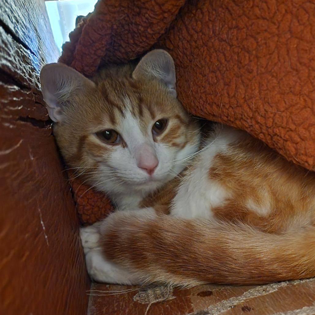 Enlarge Toku, a Adoptable Domestic Medium Hair in Delaware, OH image 1/6