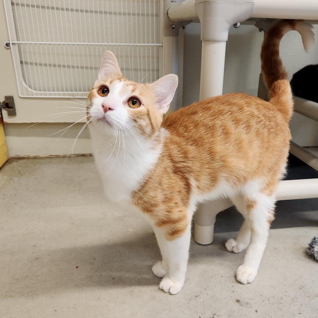 Enlarge Toku, a Adoptable Domestic Medium Hair in Delaware, OH image 2/6