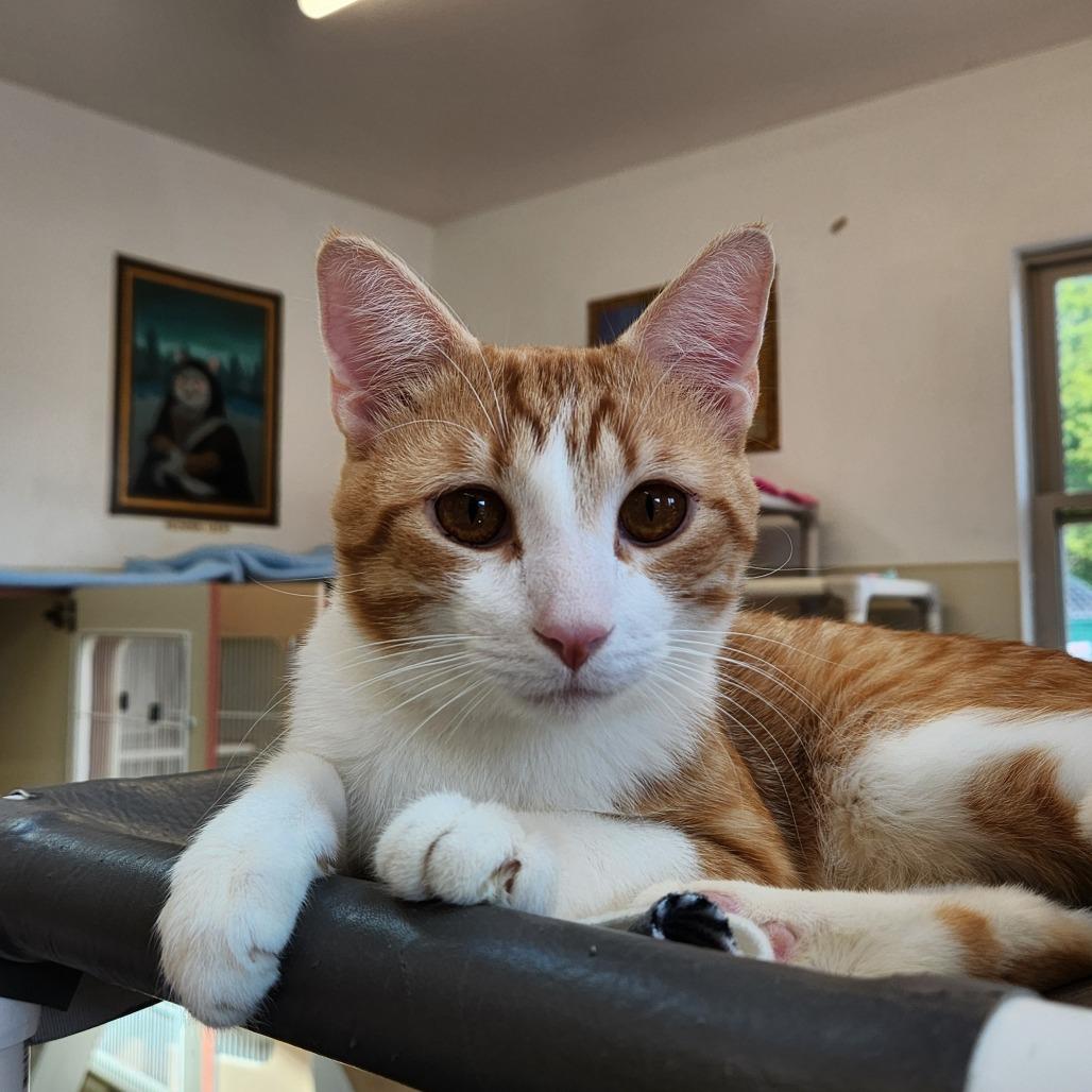 Enlarge Toku, a Adoptable Domestic Medium Hair in Delaware, OH image 3/6