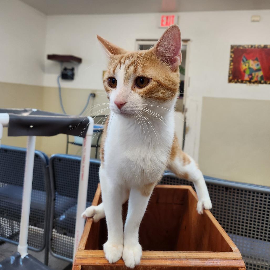 Enlarge Toku, a Adoptable Domestic Medium Hair in Delaware, OH image 4/6