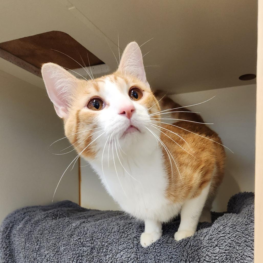Enlarge Toku, a Adoptable Domestic Medium Hair in Delaware, OH image 5/6