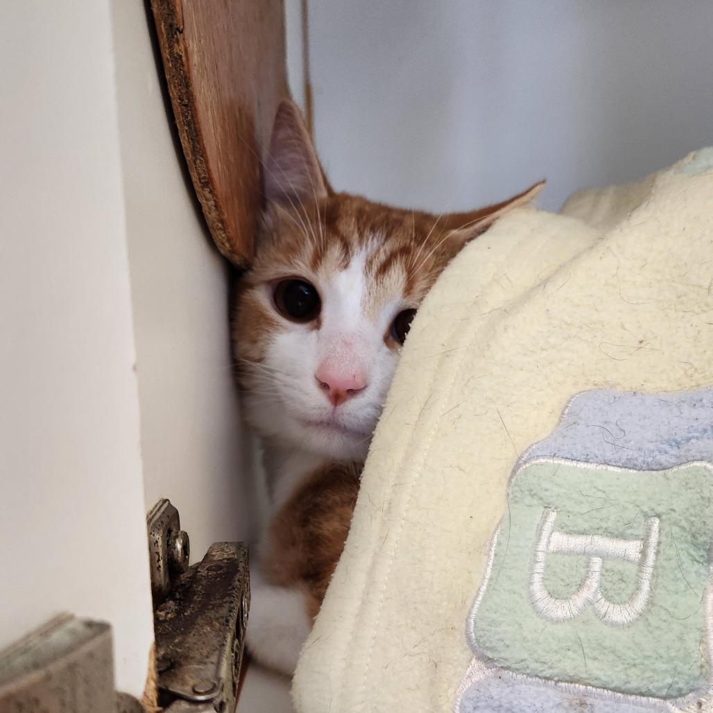 Toku, Adoptable, Young Male Domestic Medium Hair.