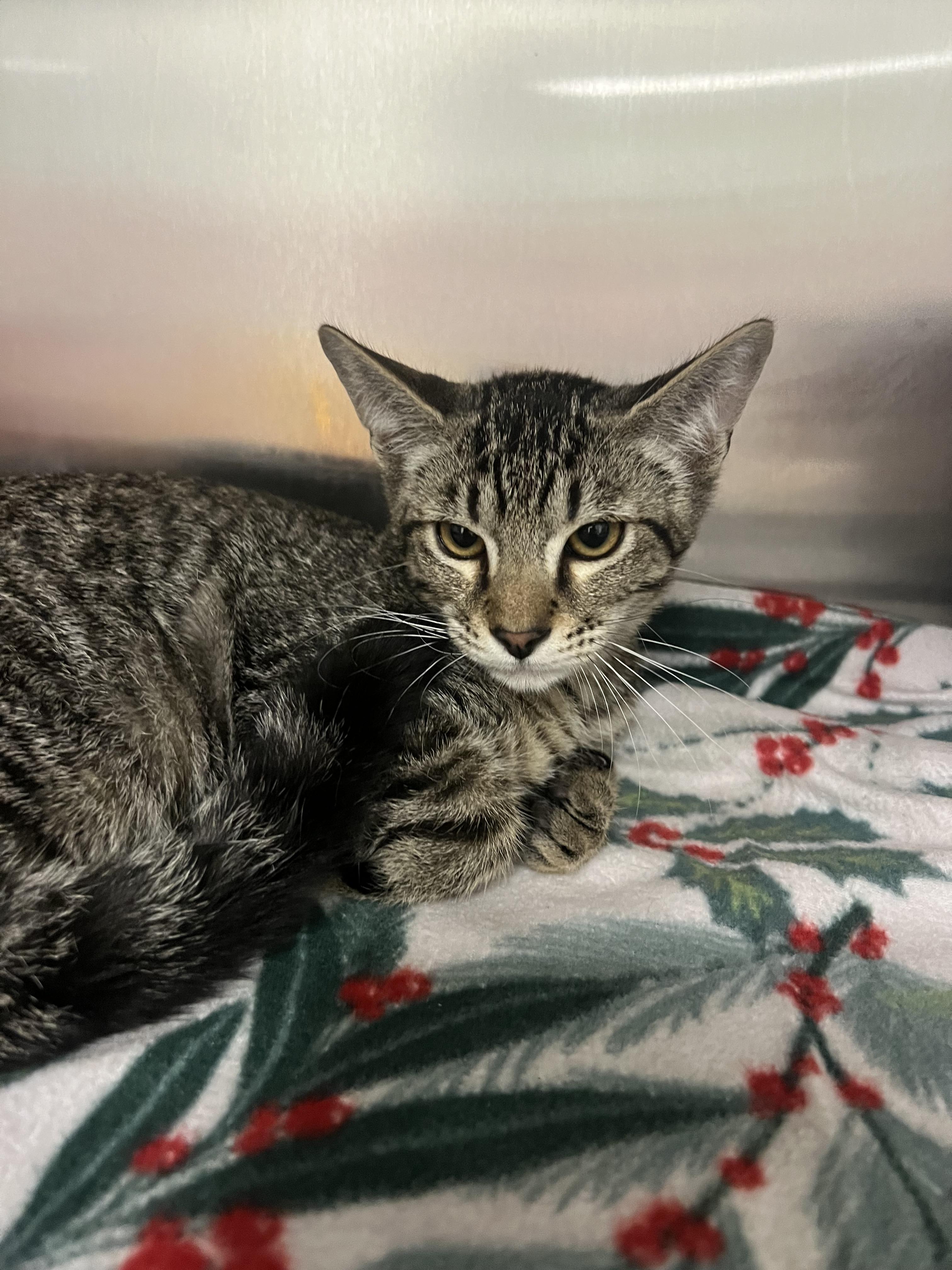 Niall, Adoptable, Kitten Male Domestic Short Hair.