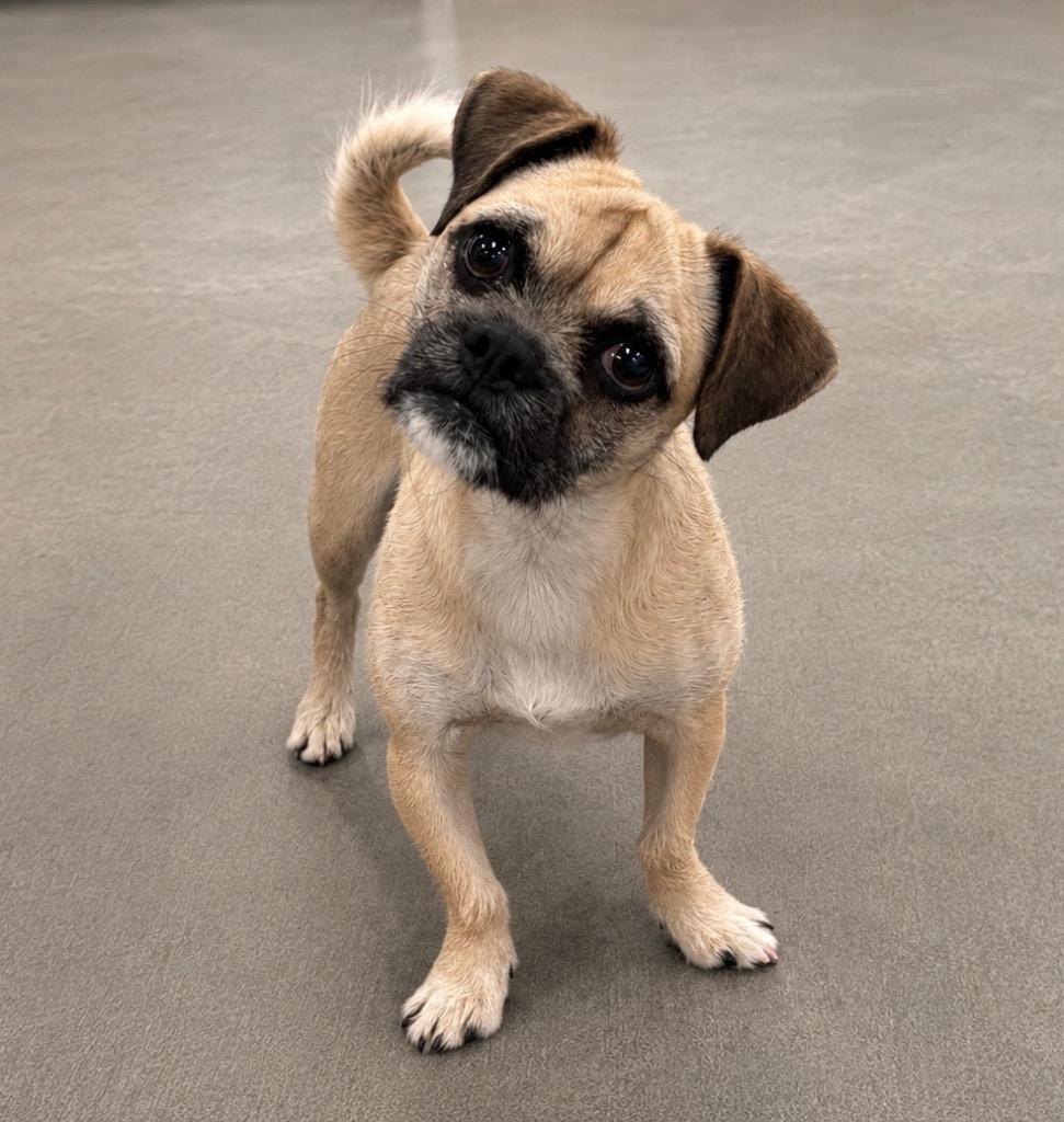 Enlarge Graham, a Adoptable mixed breed in Gilbert, AZ image 1/2