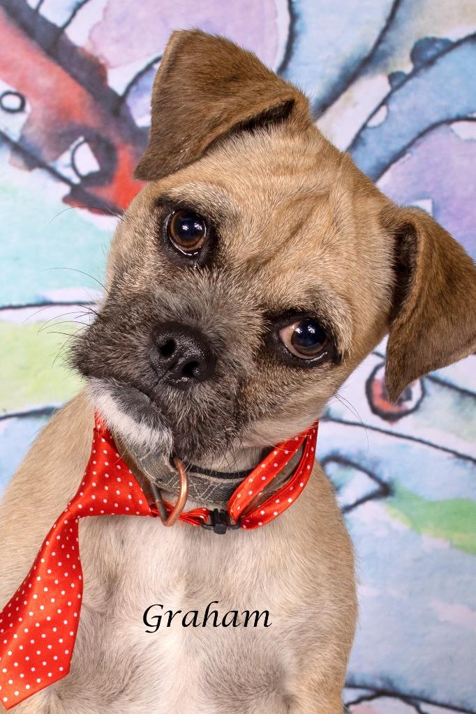Enlarge Graham, a Adoptable mixed breed in Gilbert, AZ image 2/5