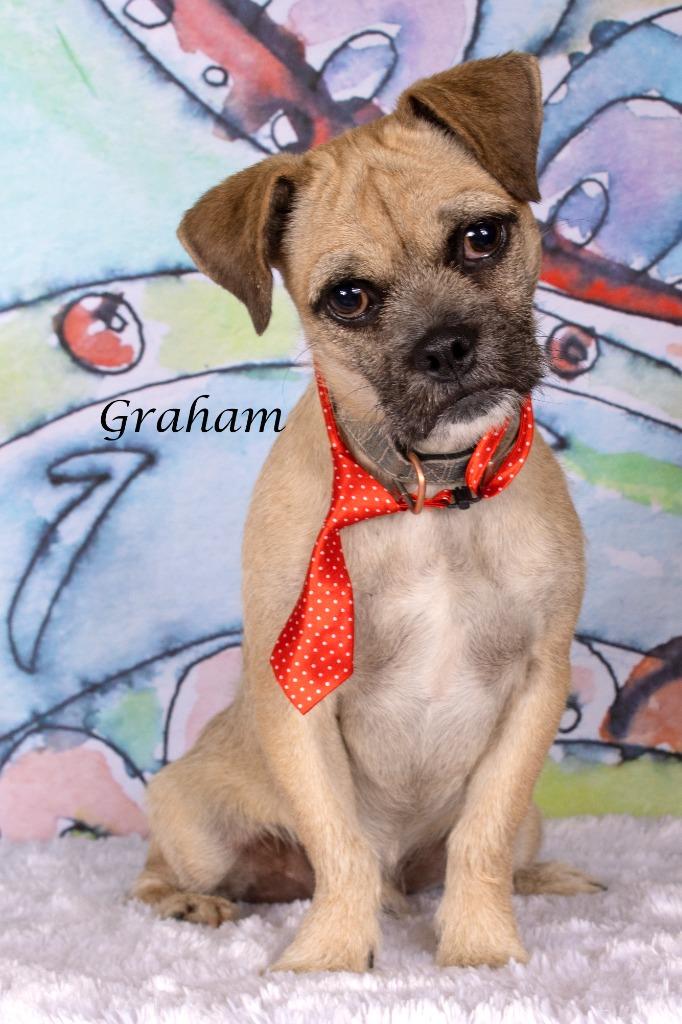 Enlarge Graham, a Adoptable mixed breed in Gilbert, AZ image 3/5