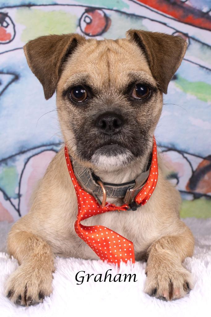 Enlarge Graham, a Adoptable mixed breed in Gilbert, AZ image 4/5