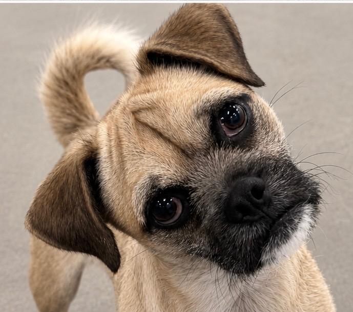 Enlarge Graham, a Adoptable mixed breed in Gilbert, AZ image 2/2