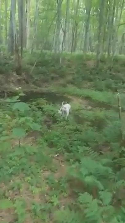 Enlarge Nieve , a Adopted mixed breed in Tupper Lake, NY video 1/6