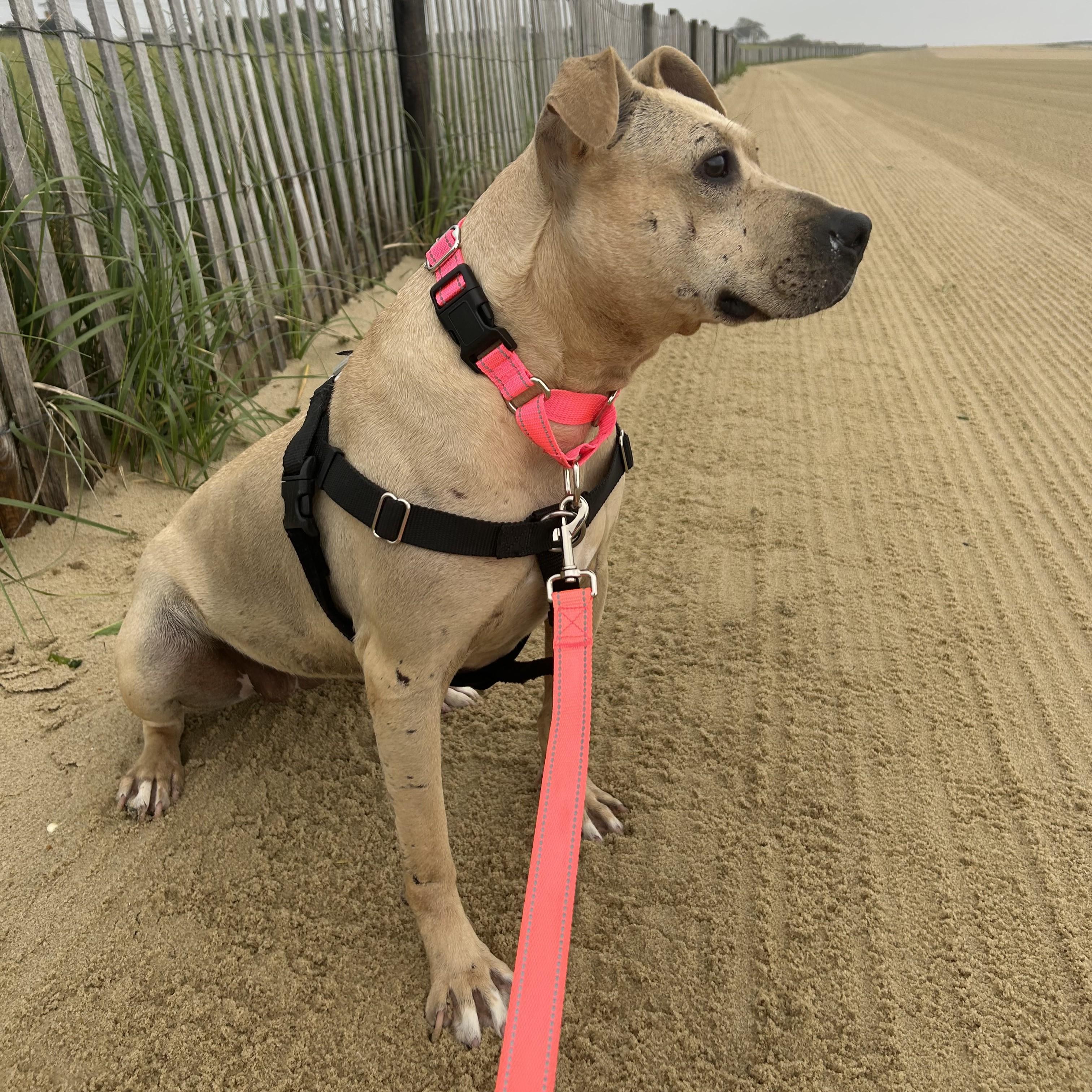 Enlarge Galaxy, a Adoptable mixed breed in Eatontown, NJ image 2/5