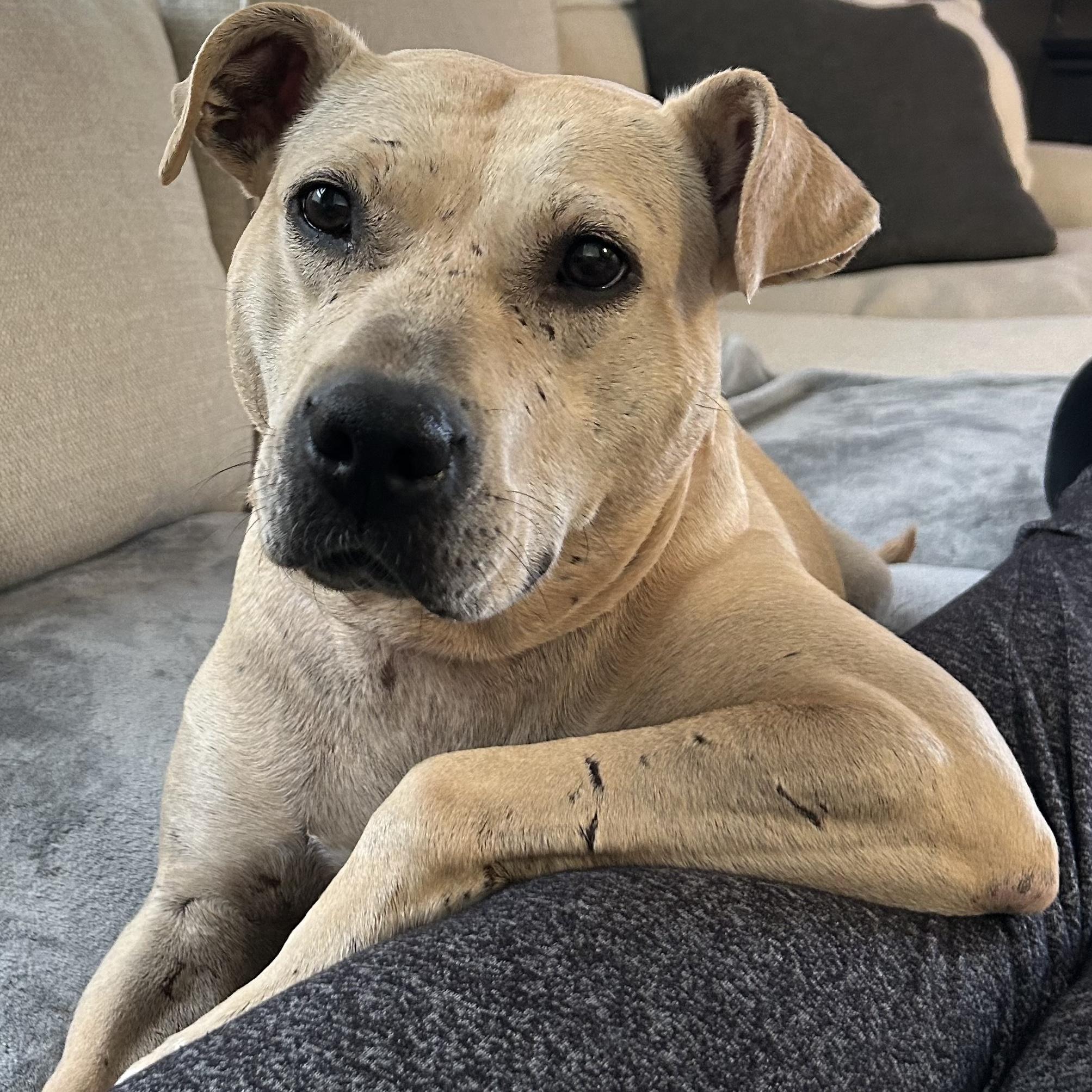 Galaxy, Adoptable, Adult Female Pit Bull Terrier.