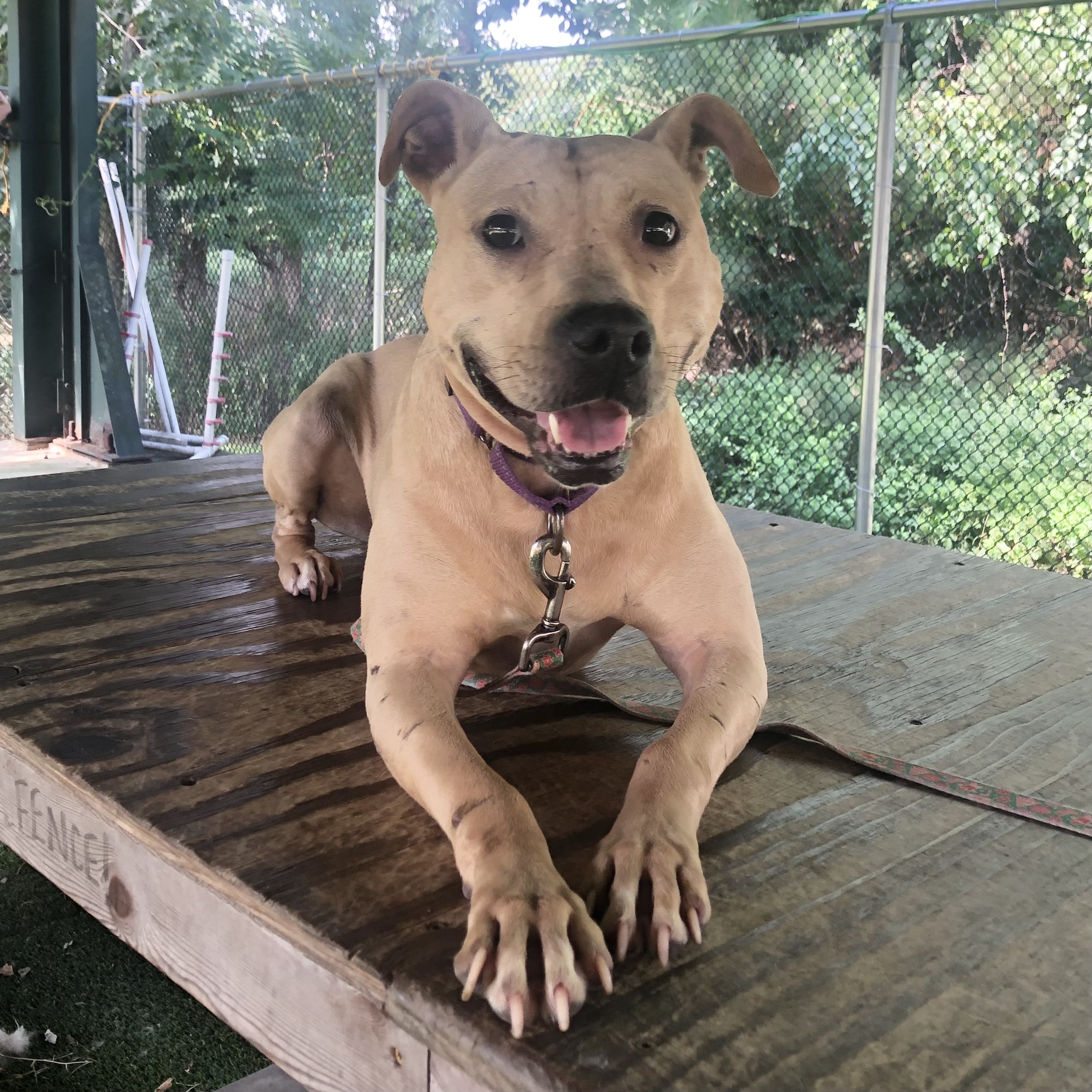 Enlarge Galaxy, a Adoptable mixed breed in Eatontown, NJ image 3/5