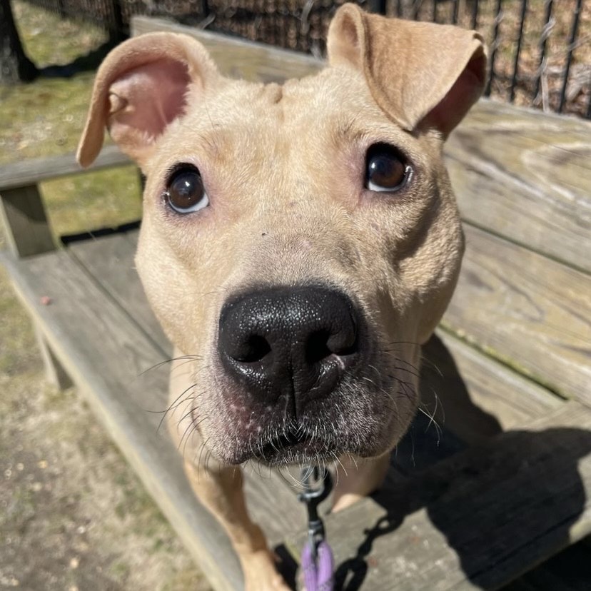 Enlarge Galaxy, a Adoptable mixed breed in Eatontown, NJ image 4/5