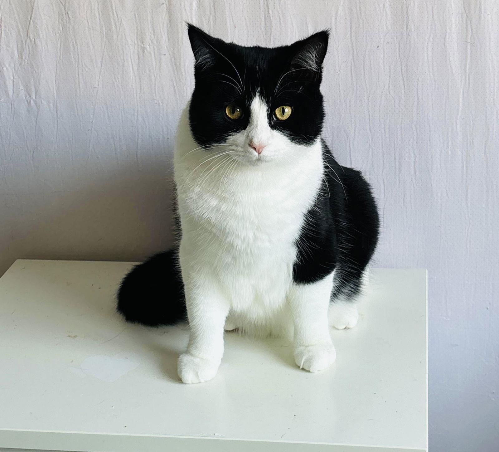 Chandler, Adoptable, Young Male Domestic Short Hair.