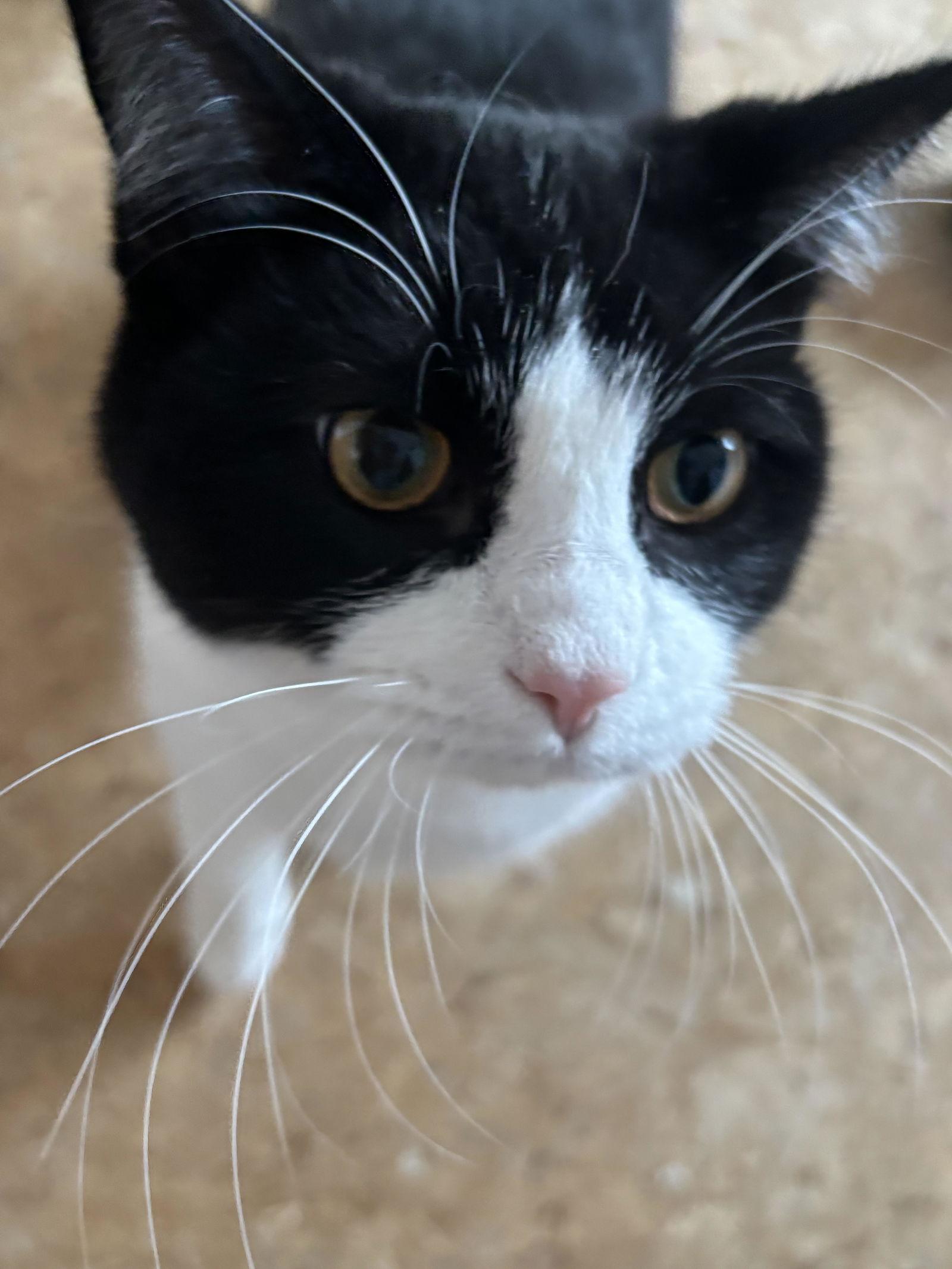 Enlarge Chandler, a Adoptable Domestic Short Hair in Elk River, MN image 2/3