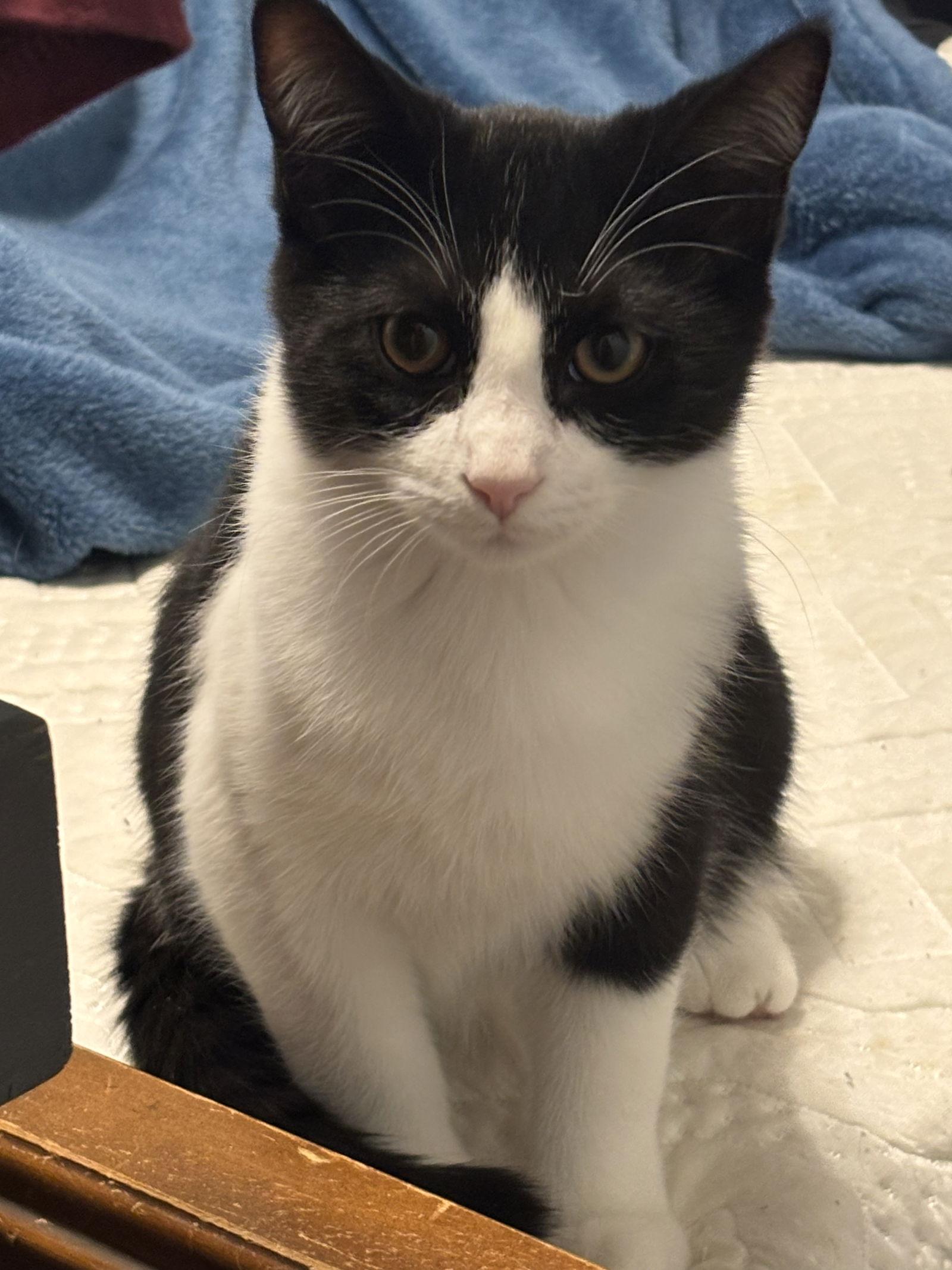 Chandler, Adoptable, Young Male Domestic Short Hair.