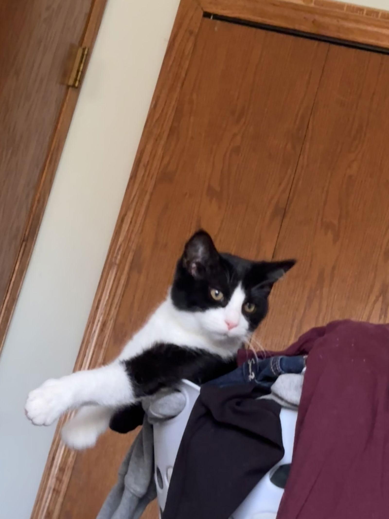 Chandler, a Adoptable Domestic Short Hair in Elk River, MN image 2/3