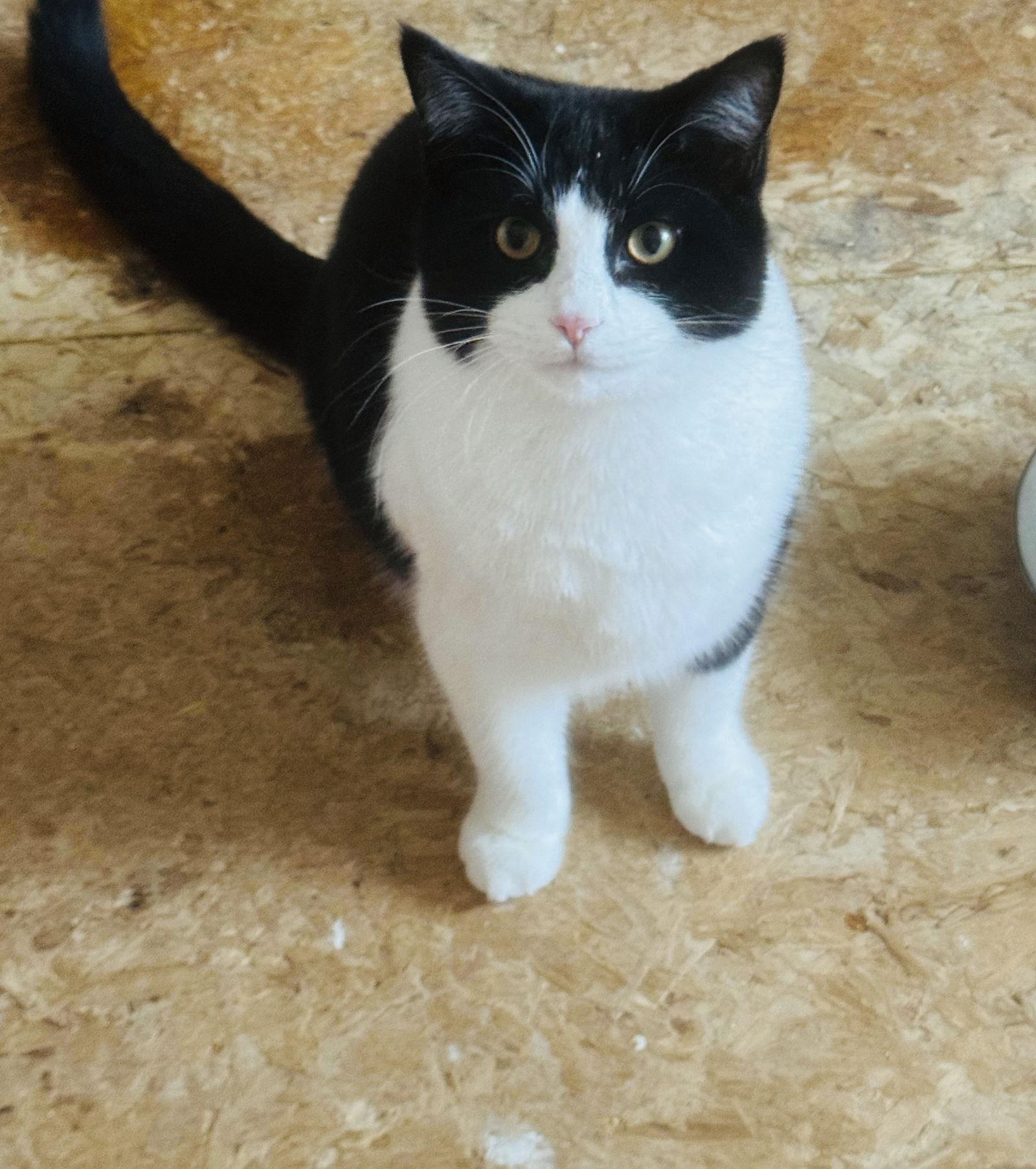 Enlarge Chandler, a Adoptable Domestic Short Hair in Elk River, MN image 3/3