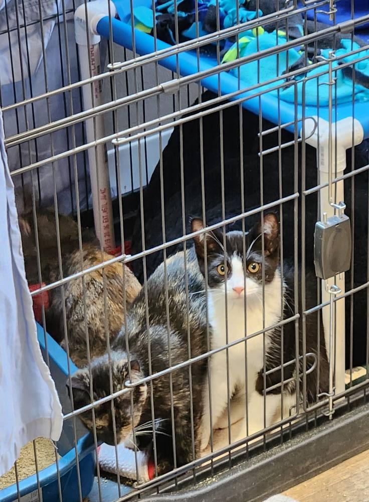 Chandler, a Adoptable Domestic Short Hair in Elk River, MN image 3/3