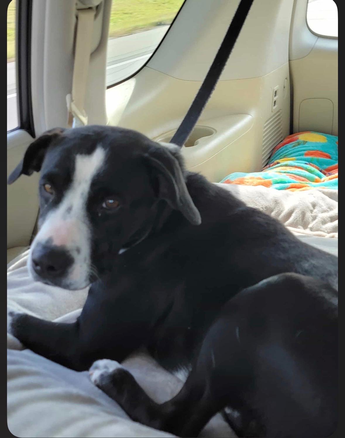 Molly, a Adoptable mixed breed in Omaha, NE image 1/3