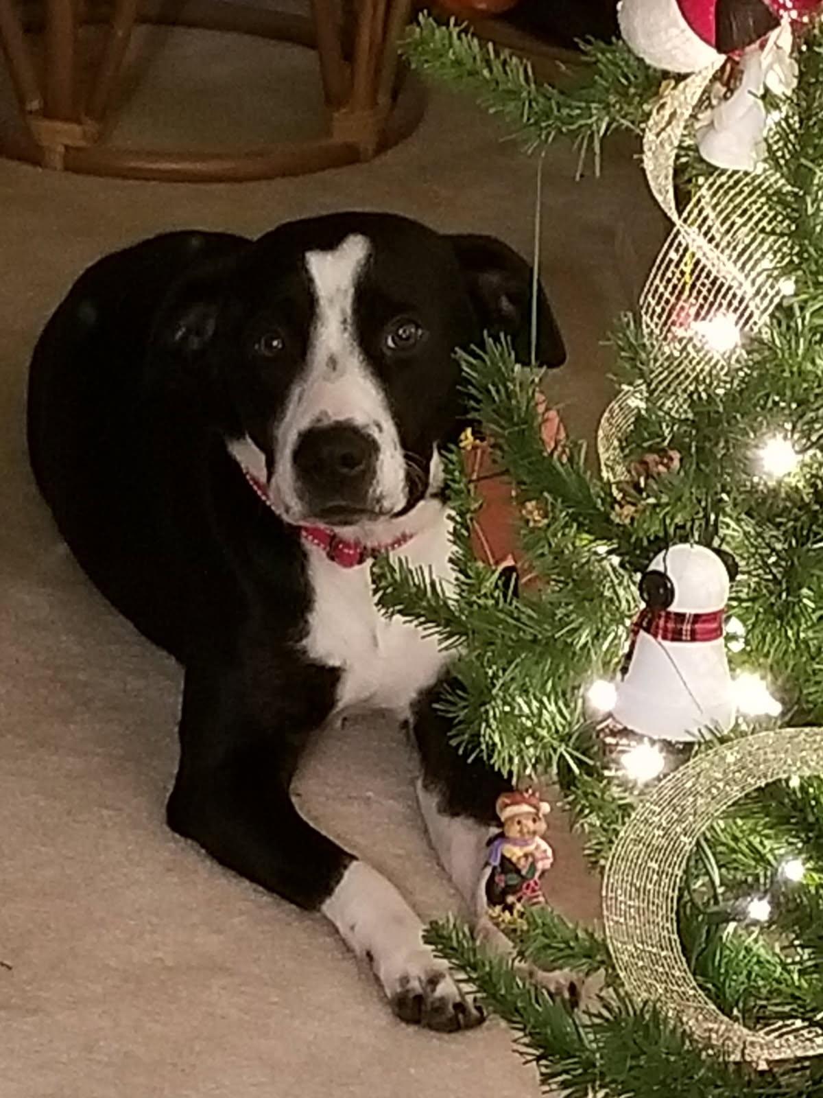 Molly, Adoptable, Adult Female Border Collie.