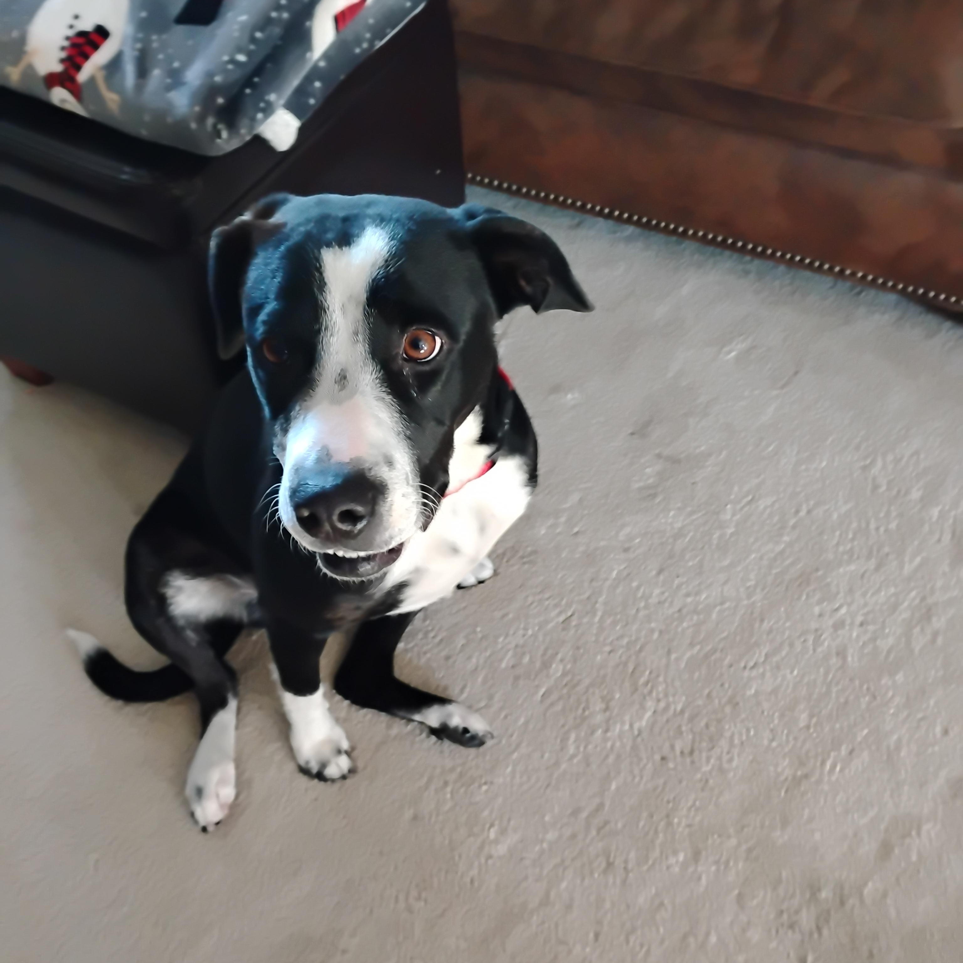 Molly, a Adoptable mixed breed in Omaha, NE image 2/3