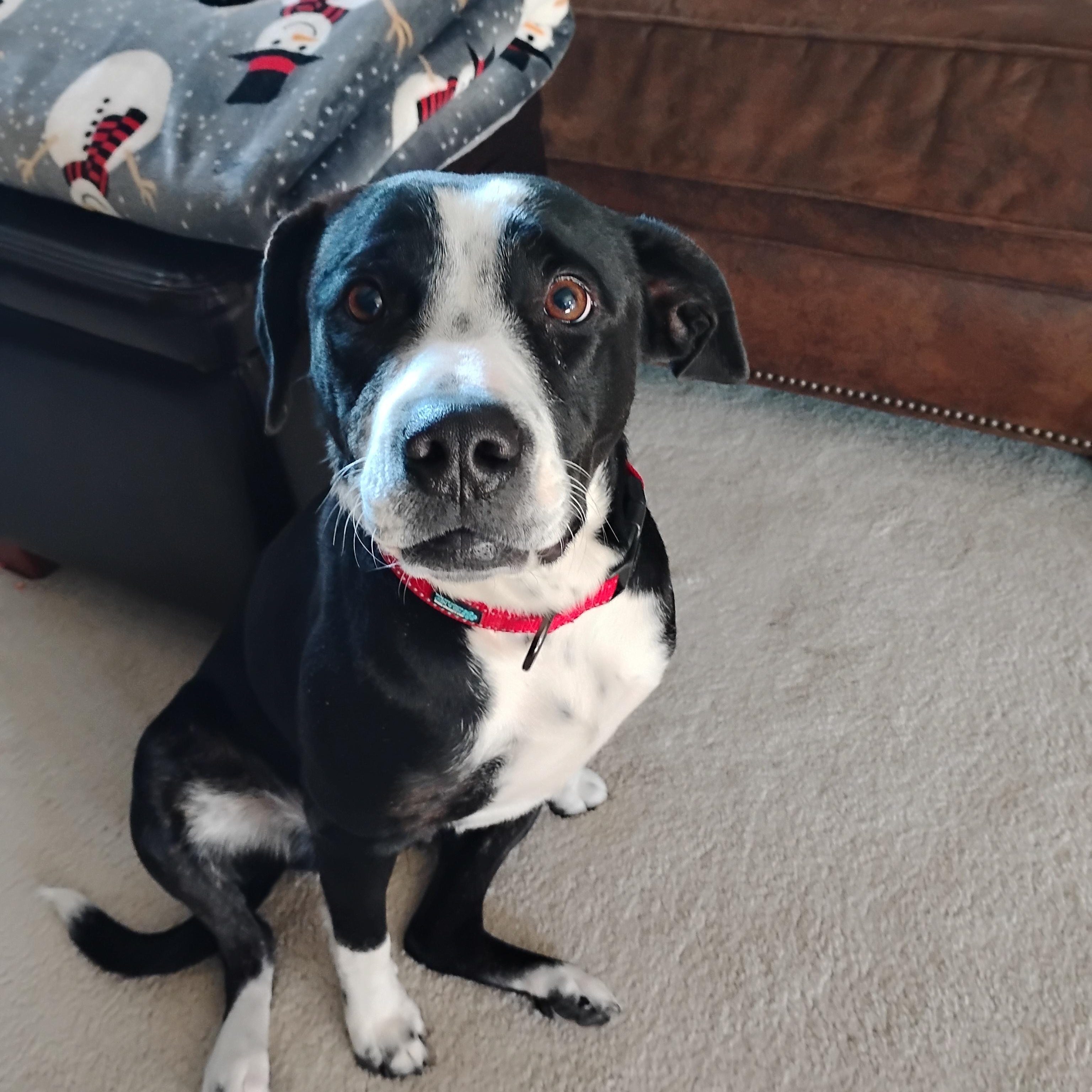 Molly, a Adoptable mixed breed in Omaha, NE image 3/3