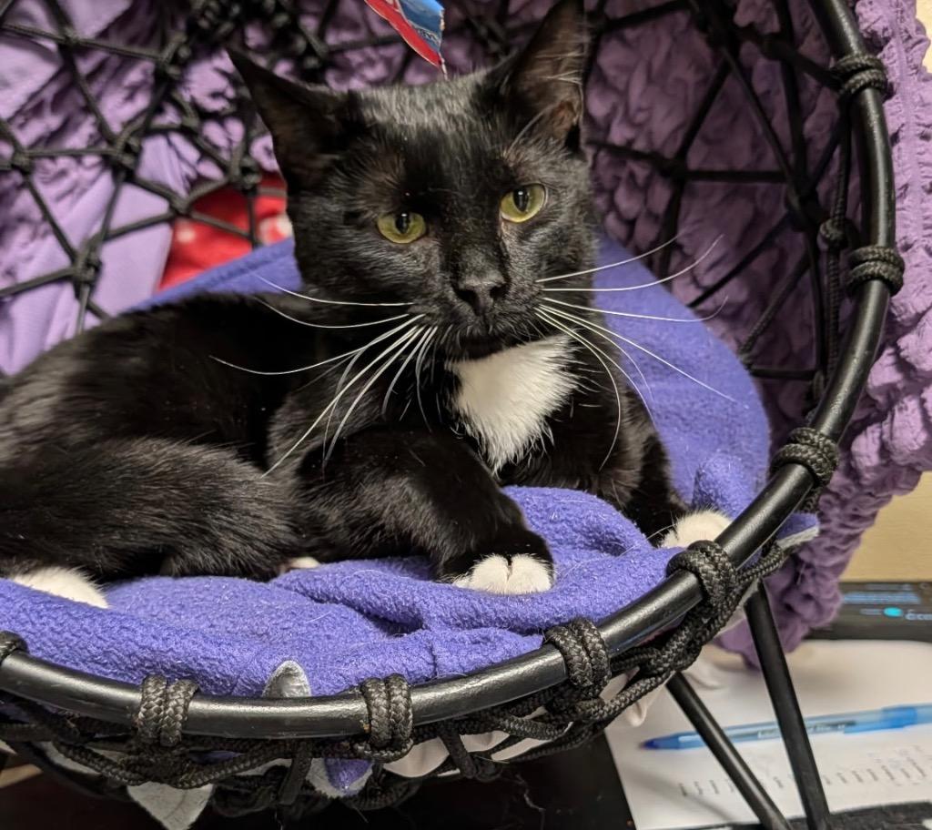 Homer, Adoptable, Young Male Domestic Short Hair.