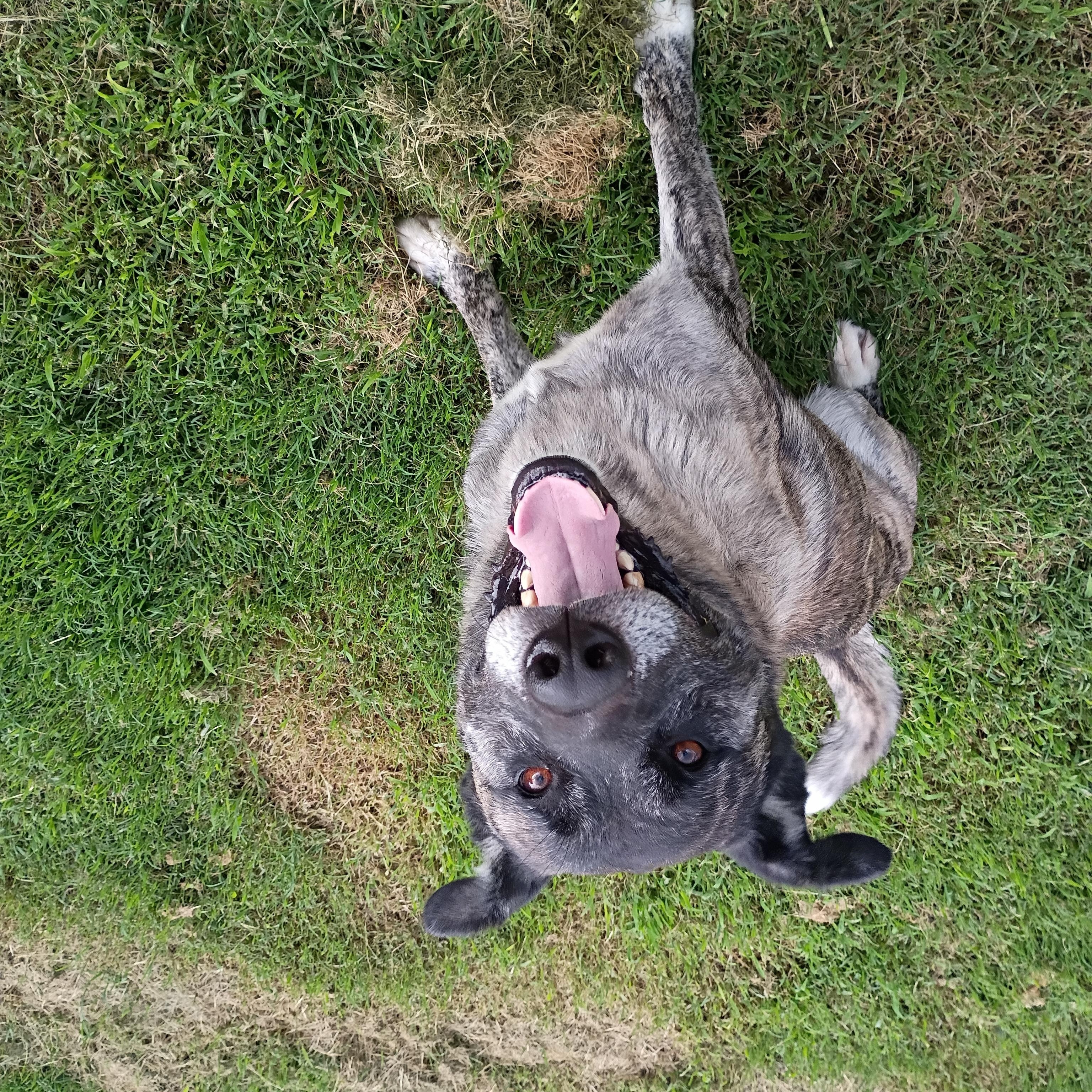 Enlarge Timber, a Adoptable mixed breed in Salisbury, MD image 2/3